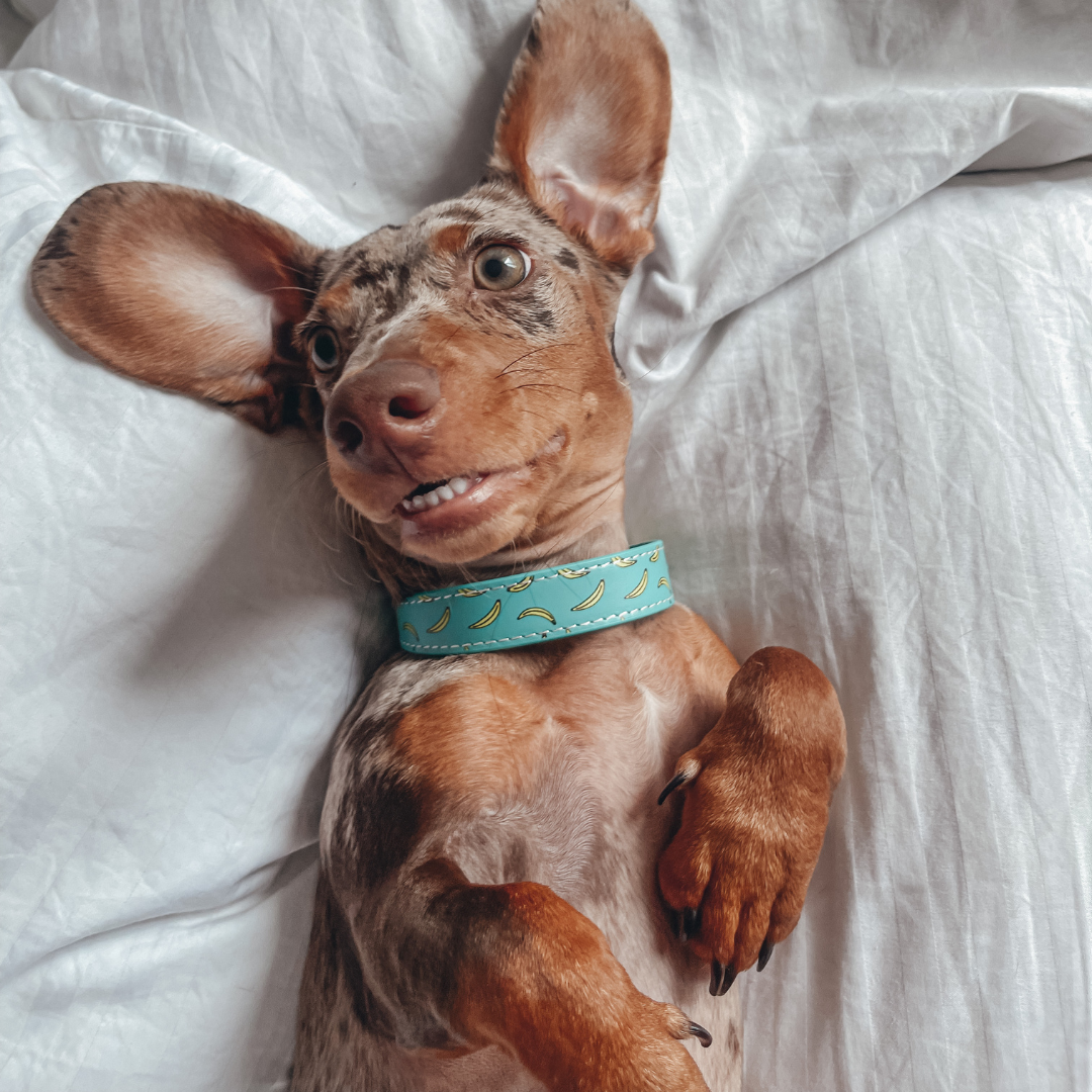unique dog collar