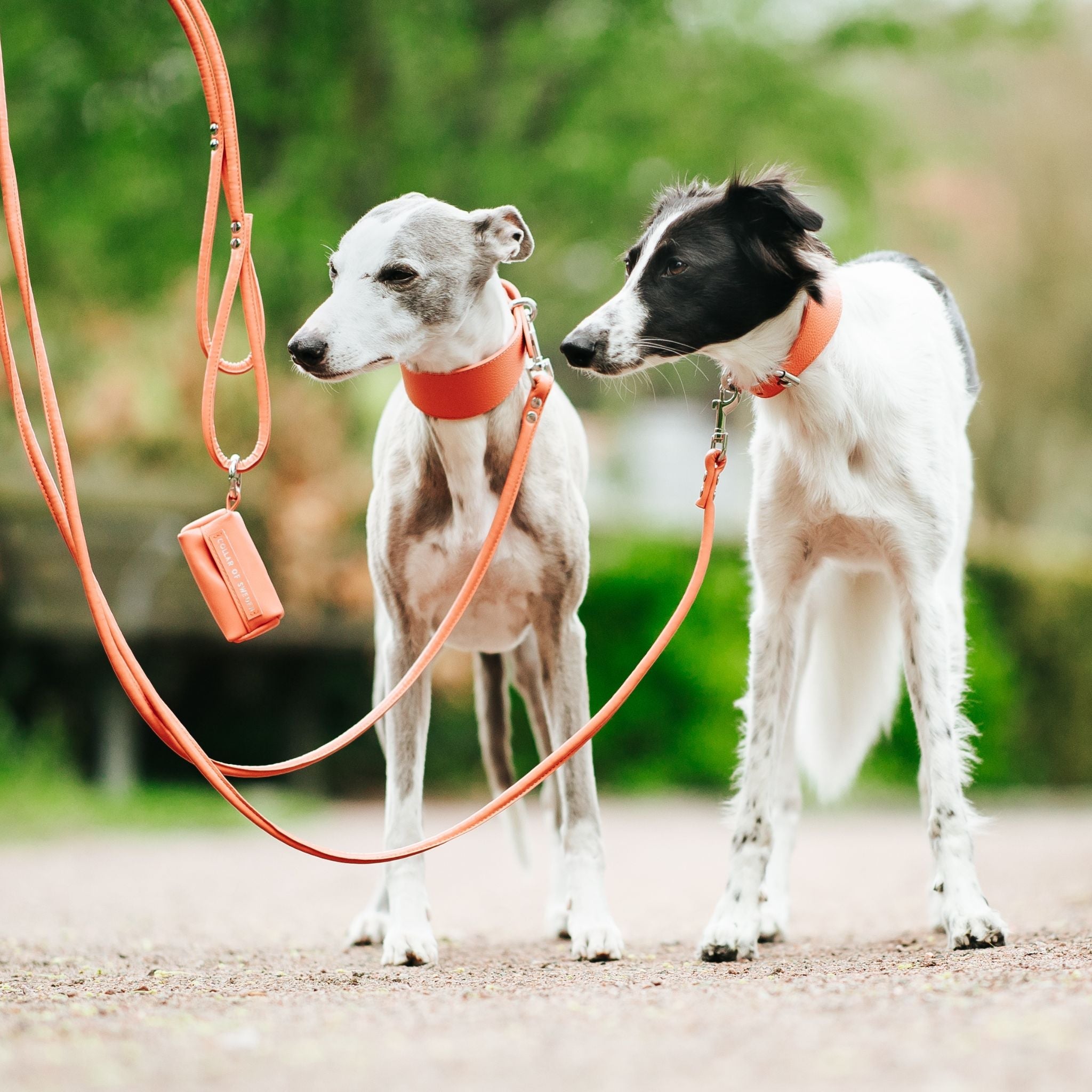Hundehalsband  trendig & verstellbar  Collar of Sweden