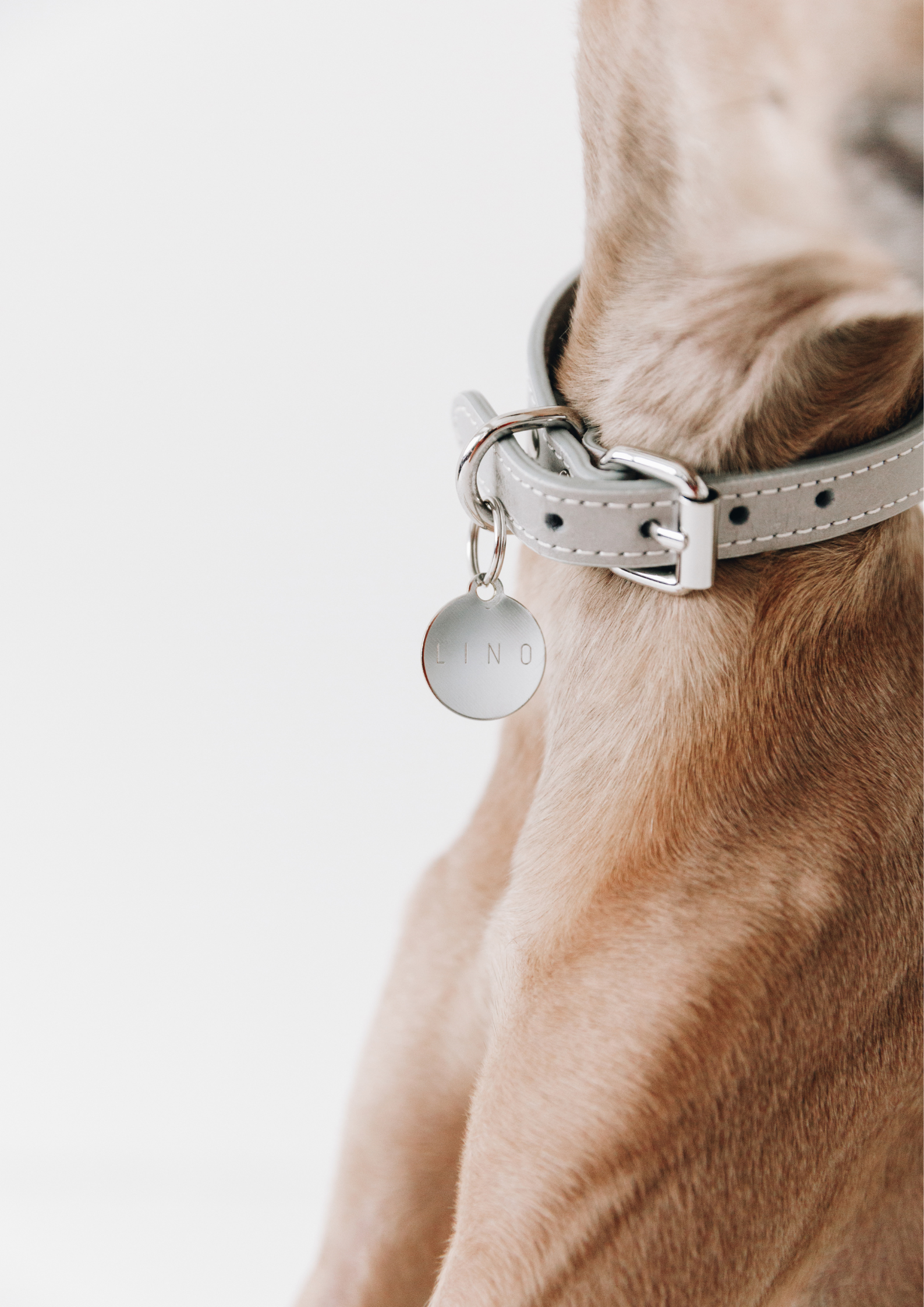 Hundemarke  stilvoll & graviert  Collar of Sweden