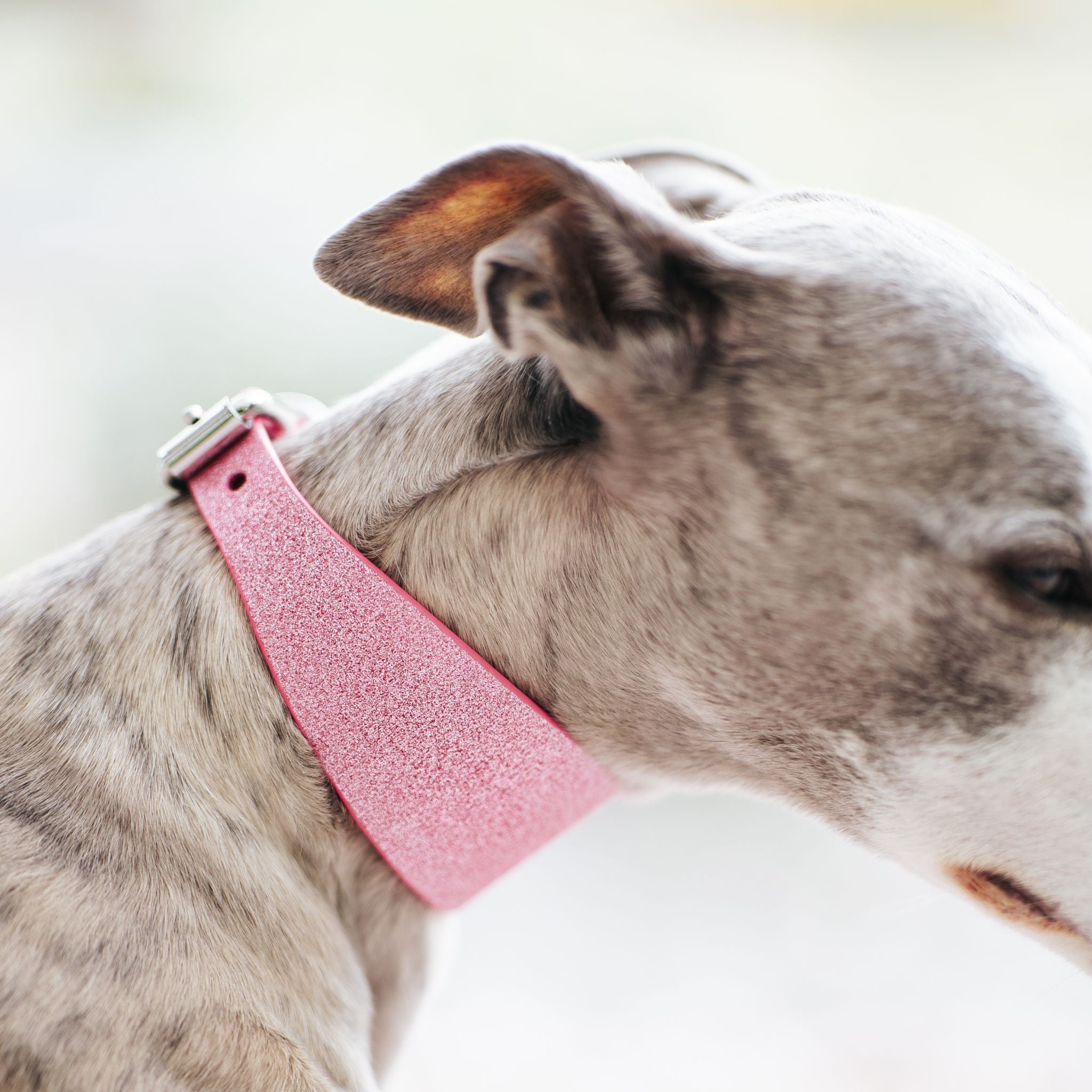 hundefutter adult Wildfang® Adult Trockenfutter – Ente mit Süßkartoffel & Orange –  Wildfang.pet main image 1