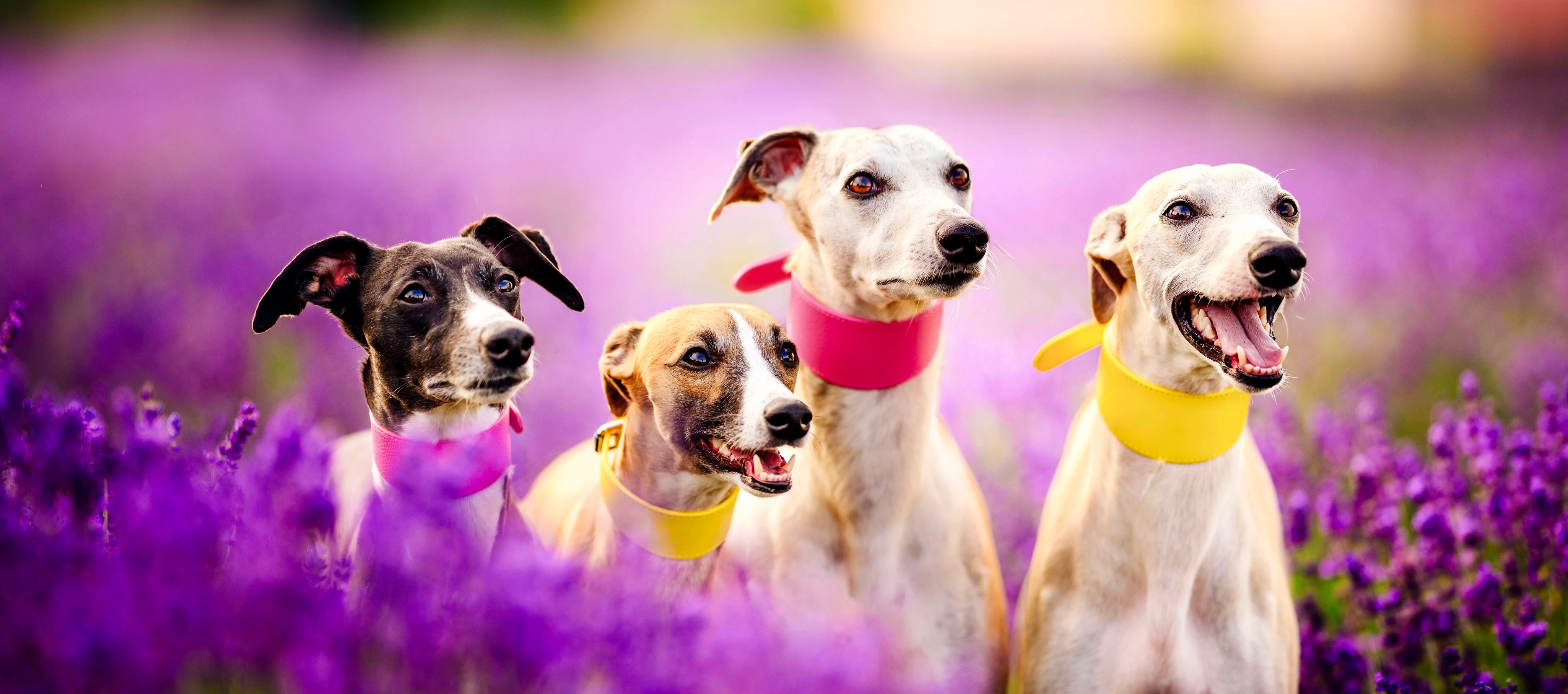 All Dog Collars