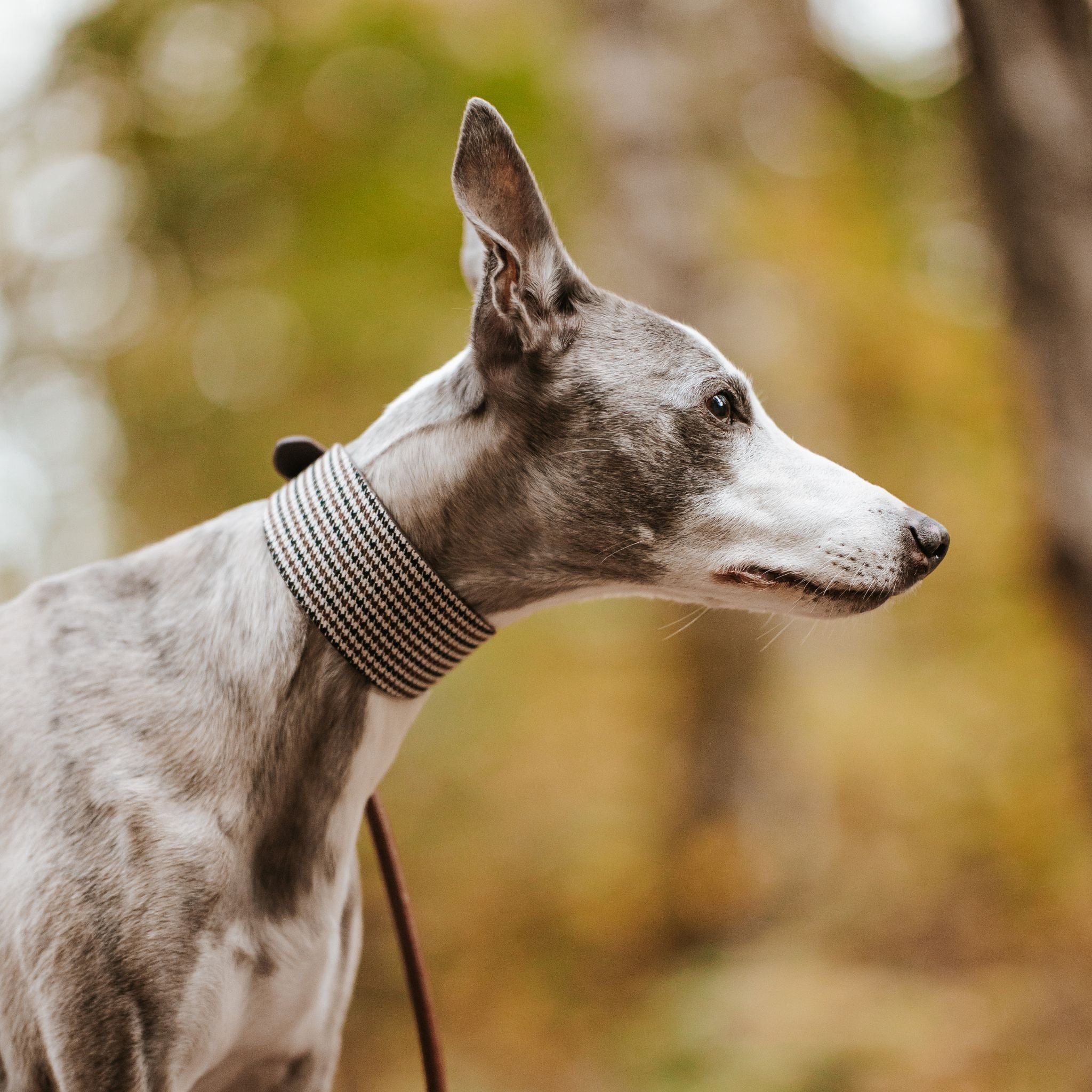 Beiges Hahnentrittmuster Hundehalsband Breit