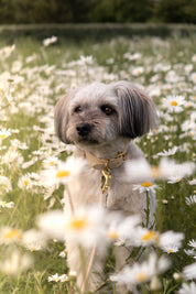 Beiges Hundehalsband Dünn