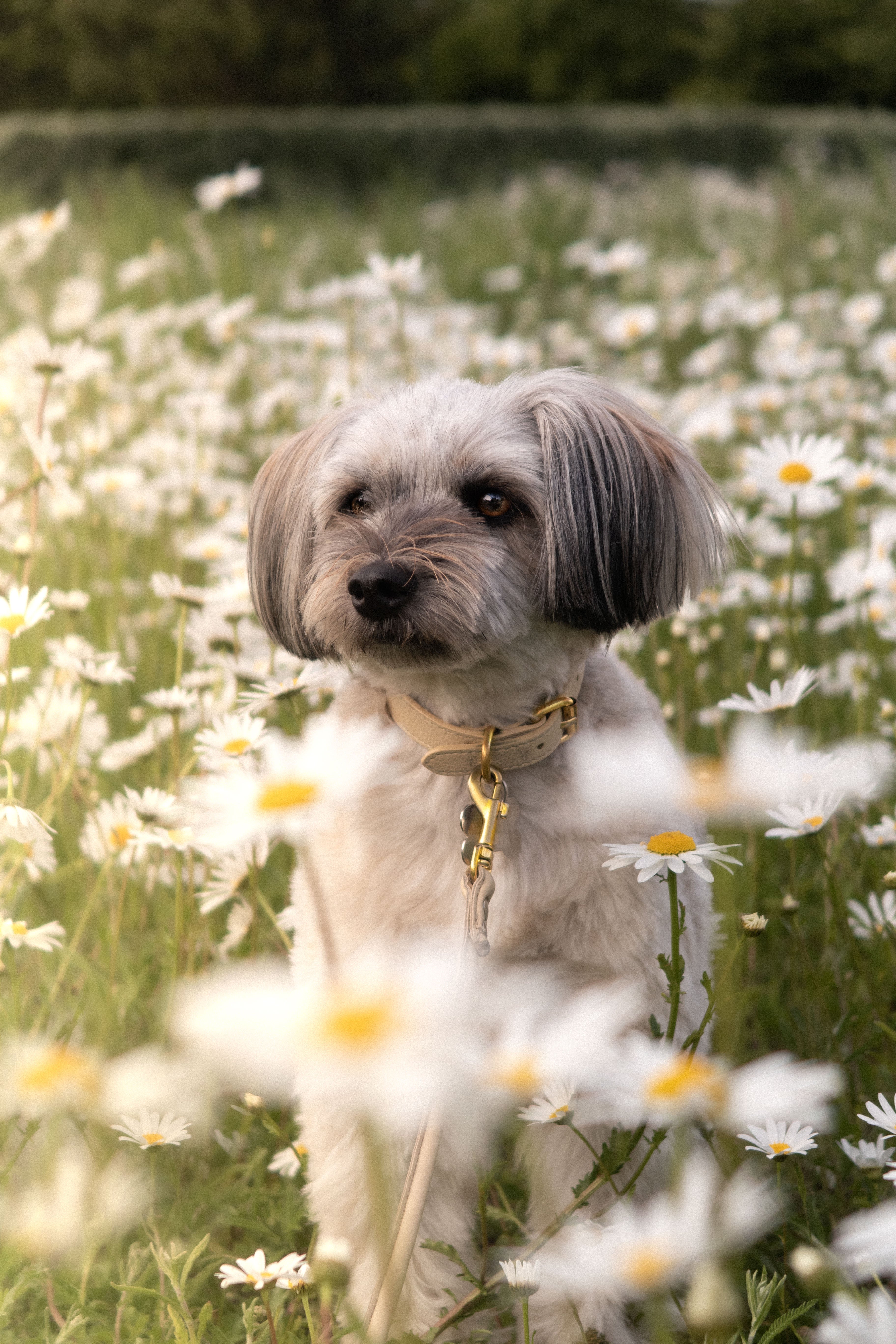 Beiges Hundehalsband Dünn