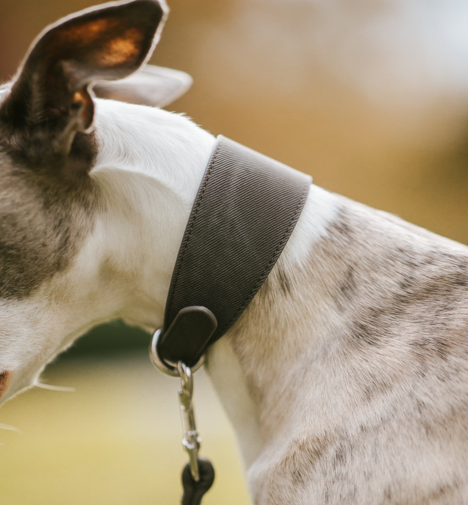 Schwarzes Denim Hundehalsband Breit