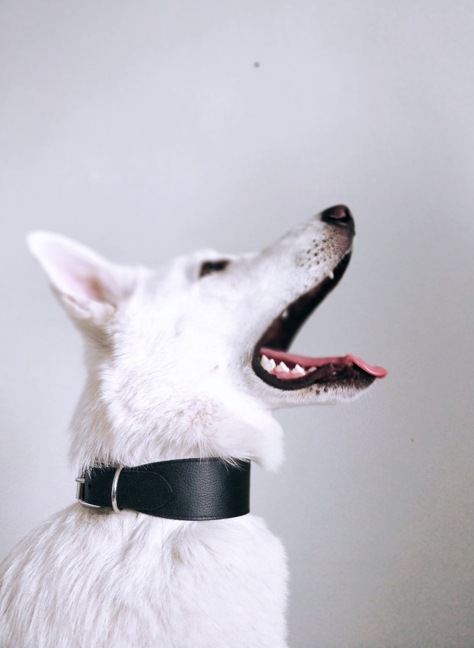 Schwarzes Hundehalsband Breit