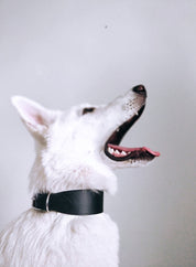 Schwarzes Hundehalsband Breit