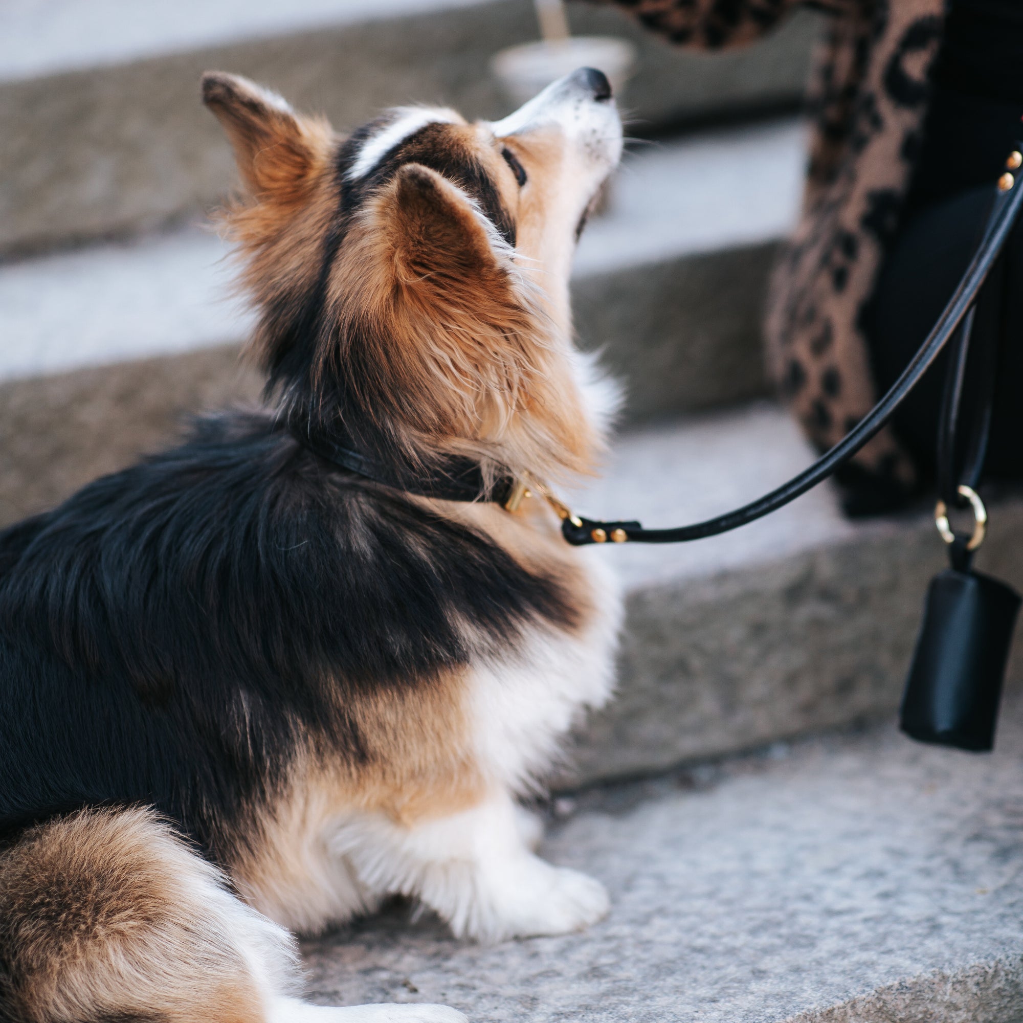black-dog-lead-medium-corgi.jpg