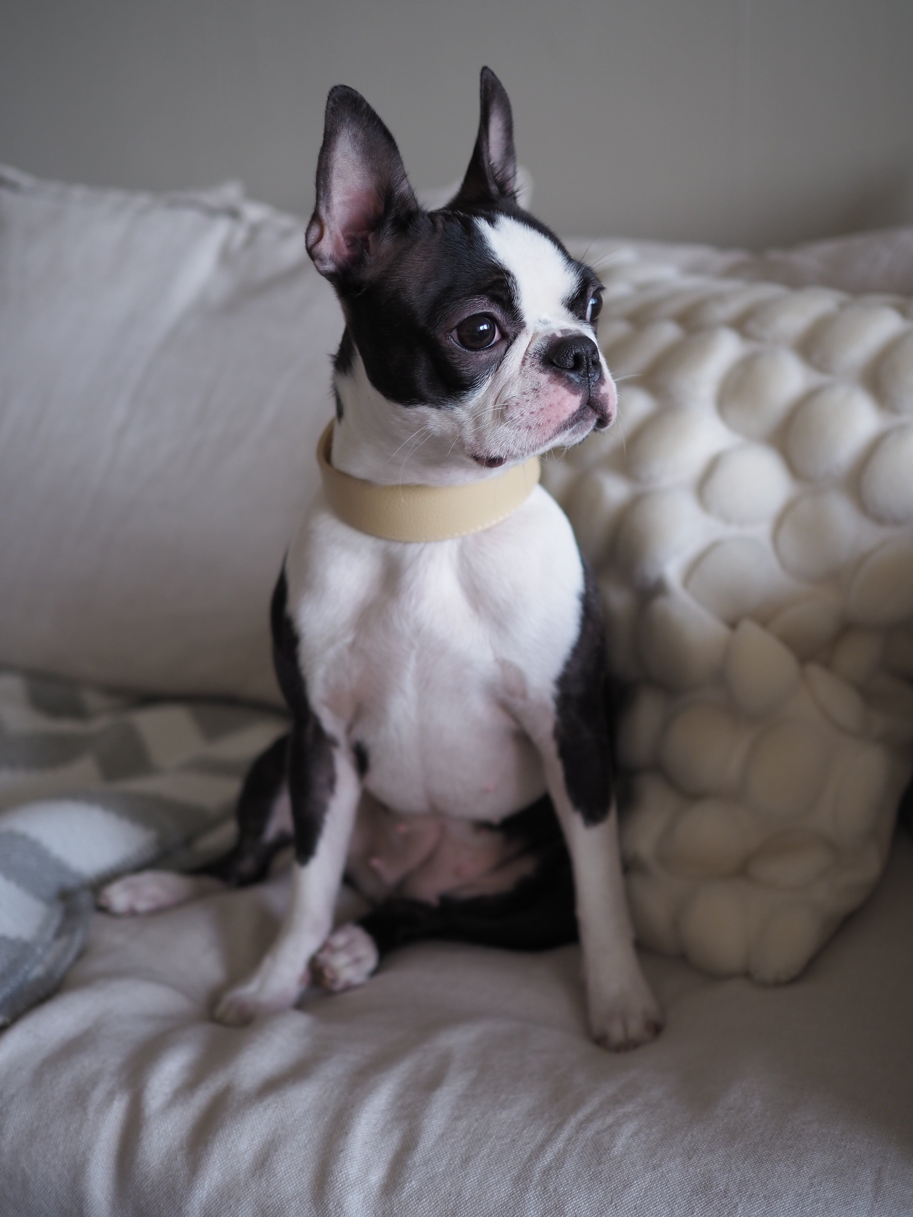 Beiges Hundehalsband Breit