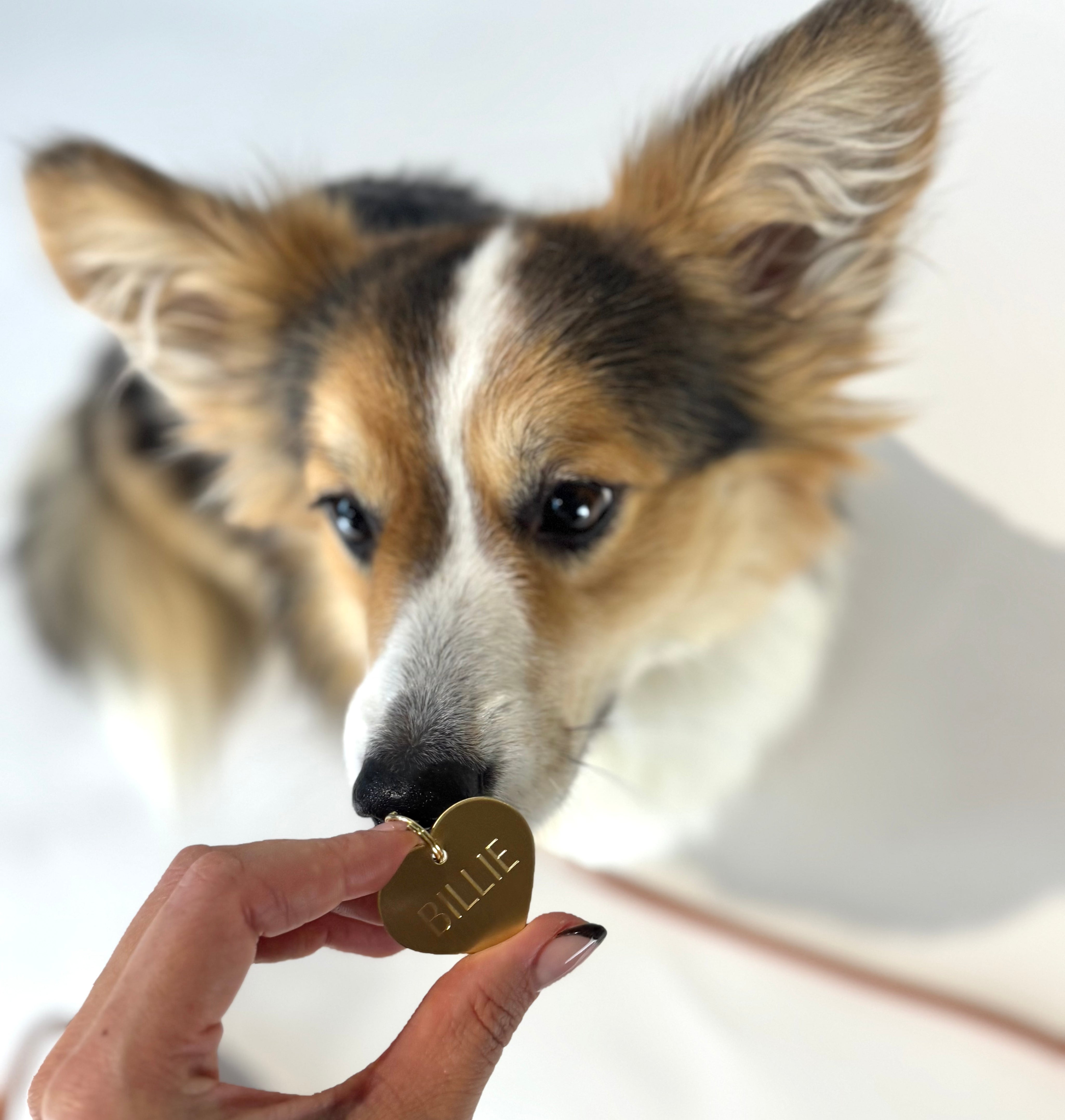 Graviertes Hundemarke - Messingherz
