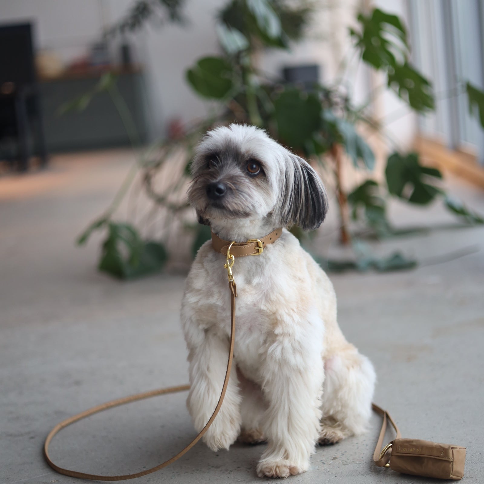bronze.dog-lead-enviroment.jpg