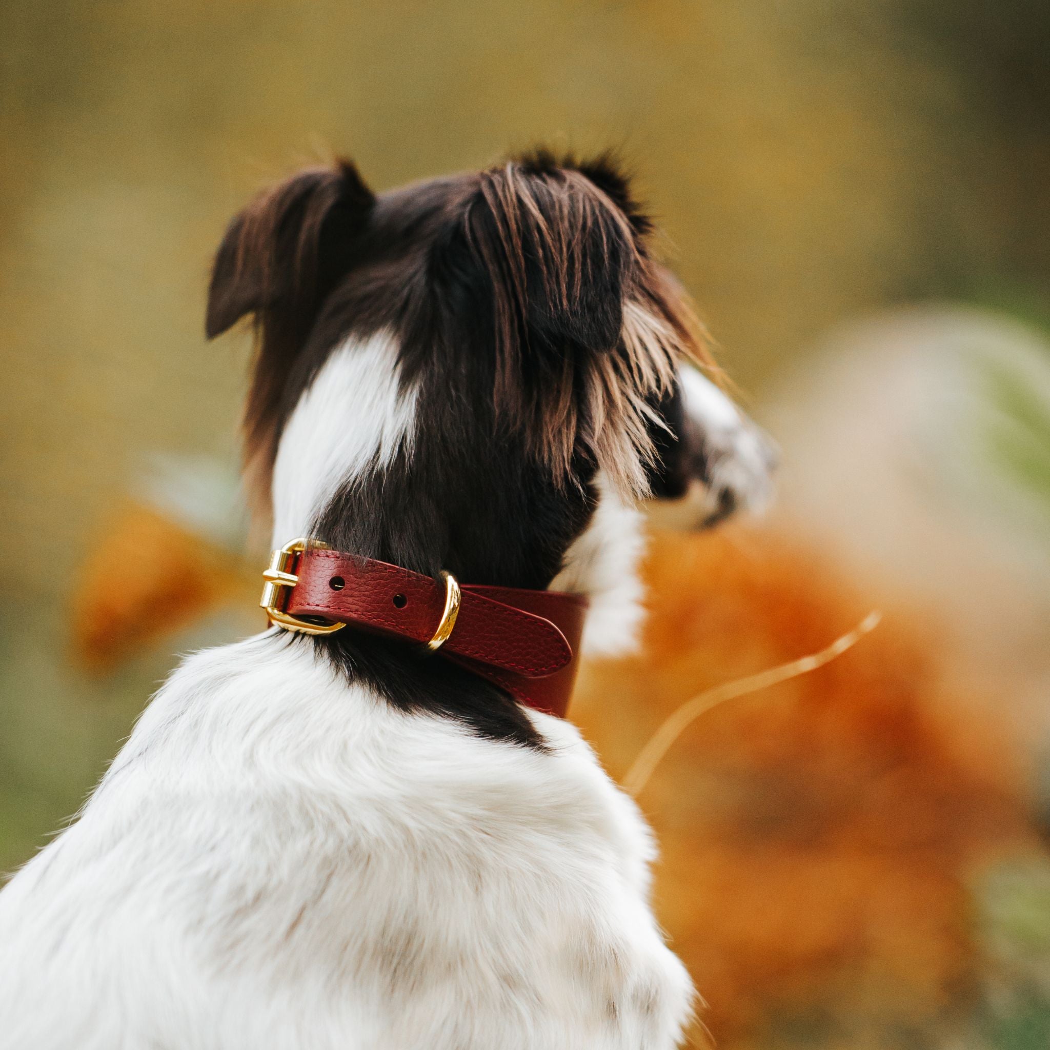 burgundy-closeup-silkenwindsprite.jpg