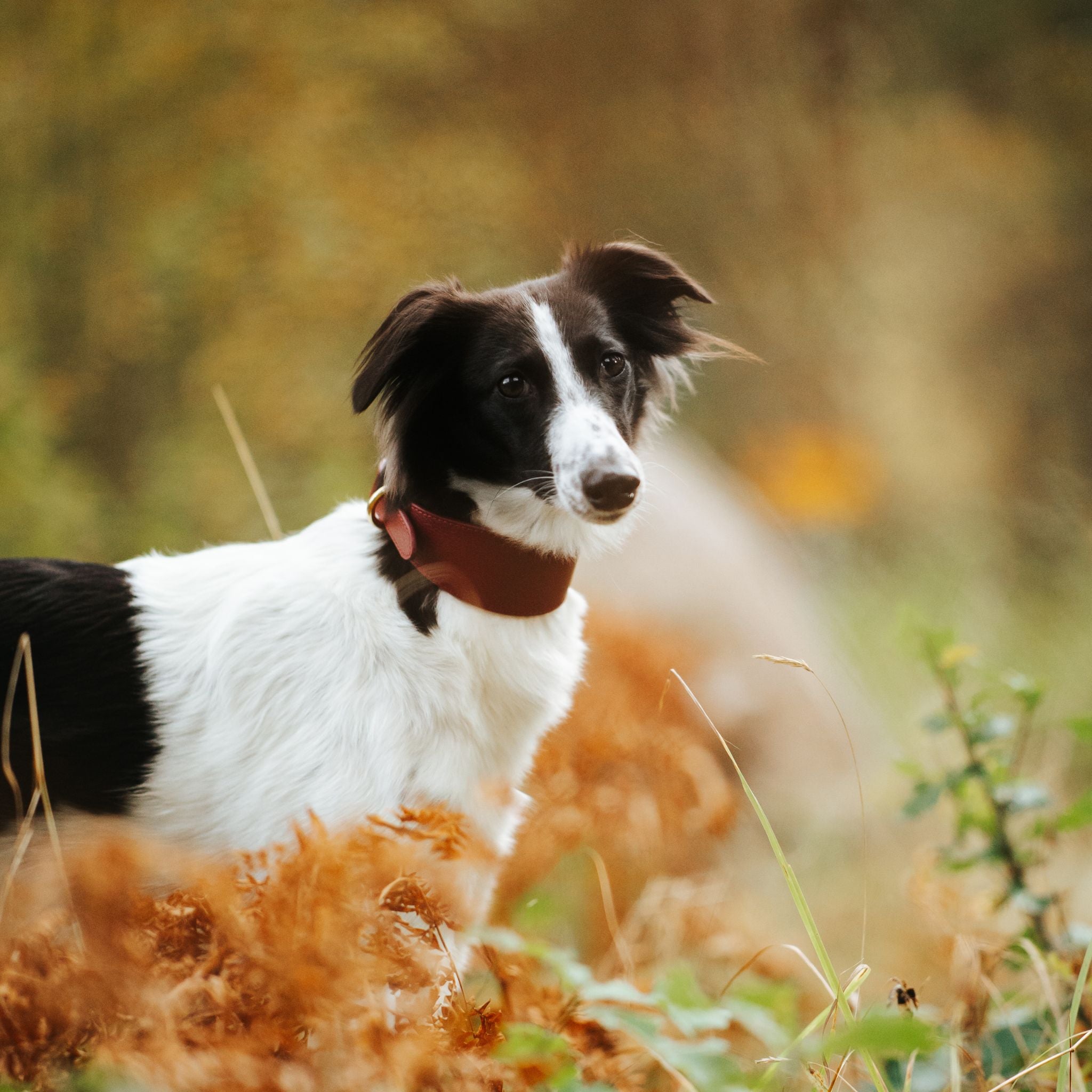 Burgunderrotes Hundehalsband Breit