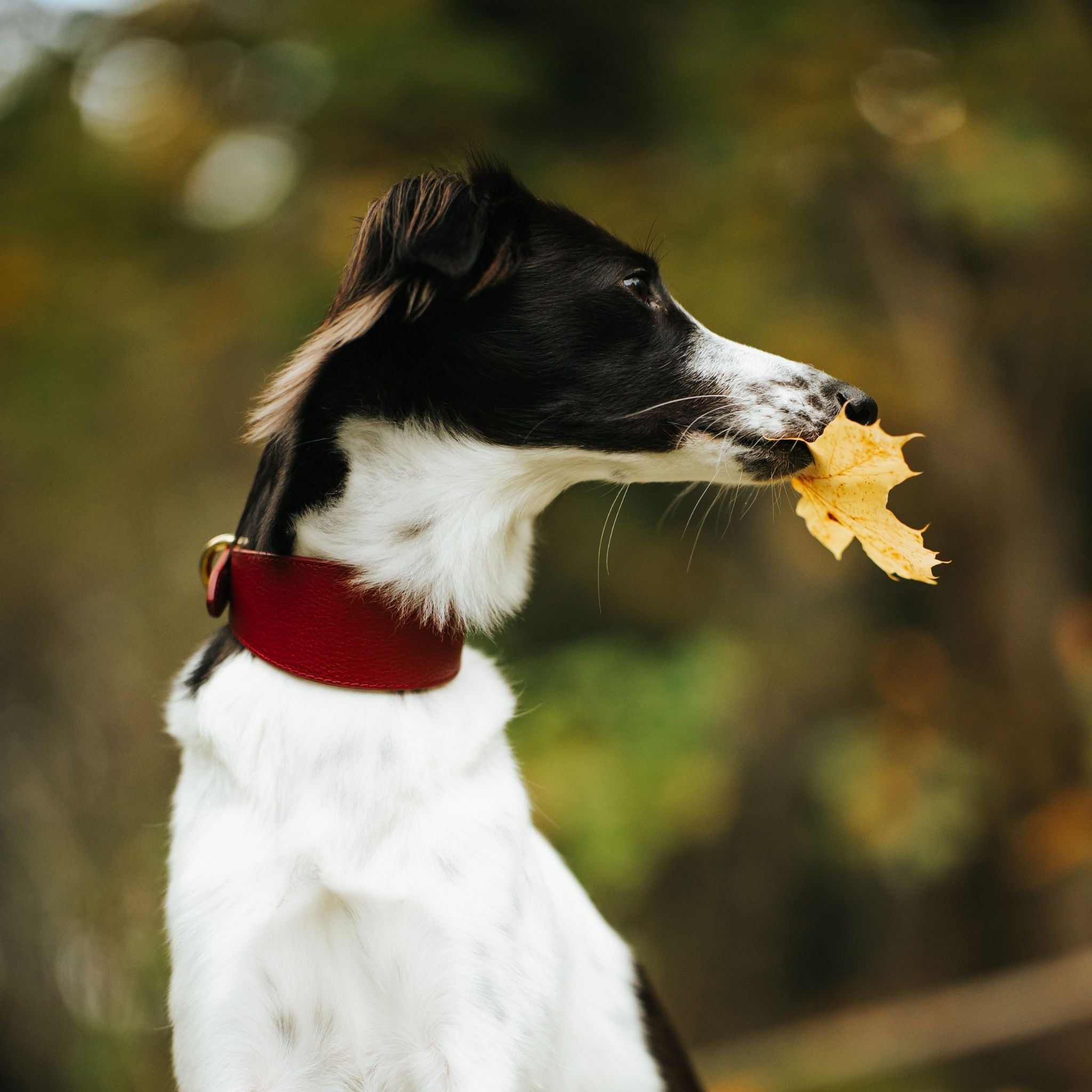 Burgunderrotes Hundehalsband Breit