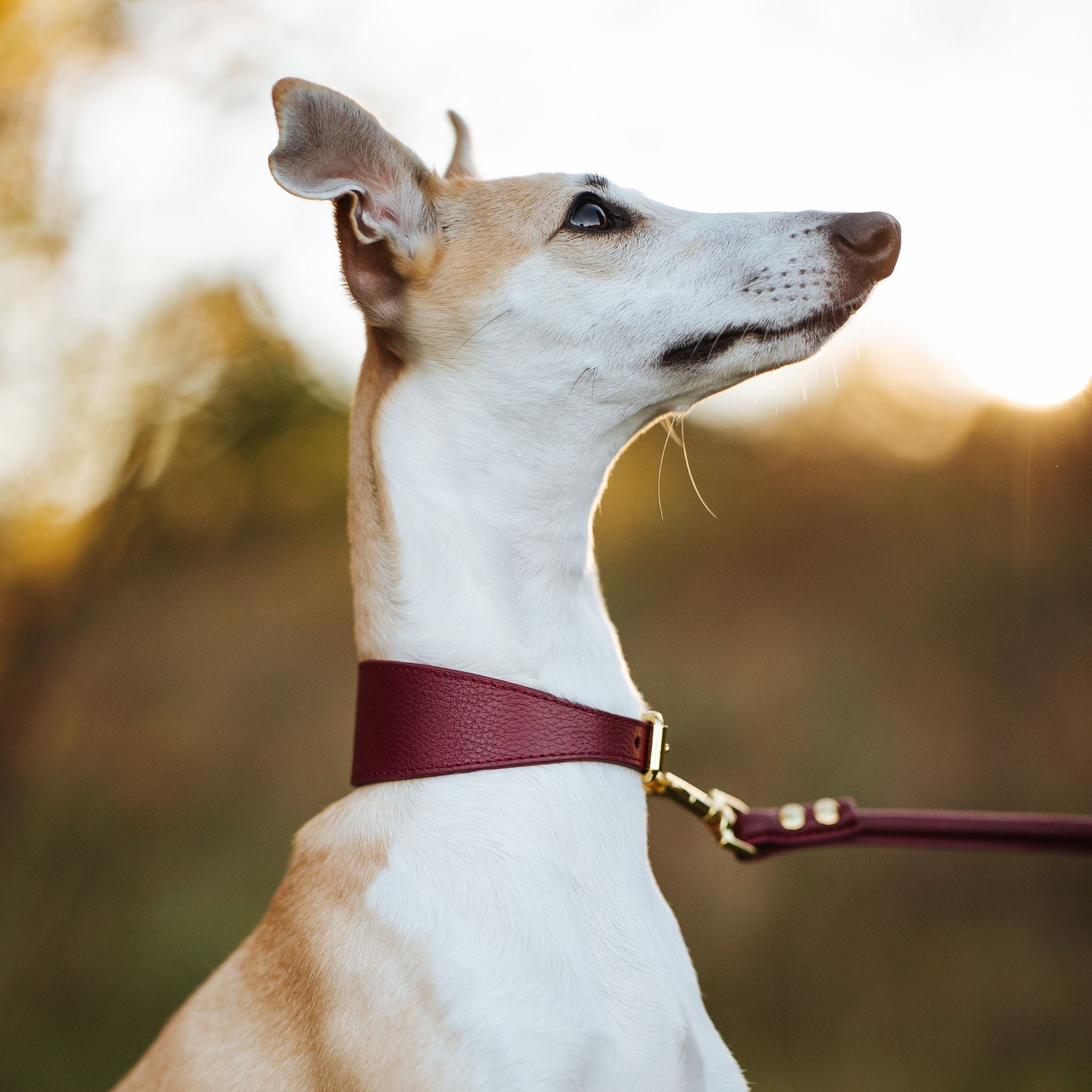 Burgunderrotes Hundehalsband Breit