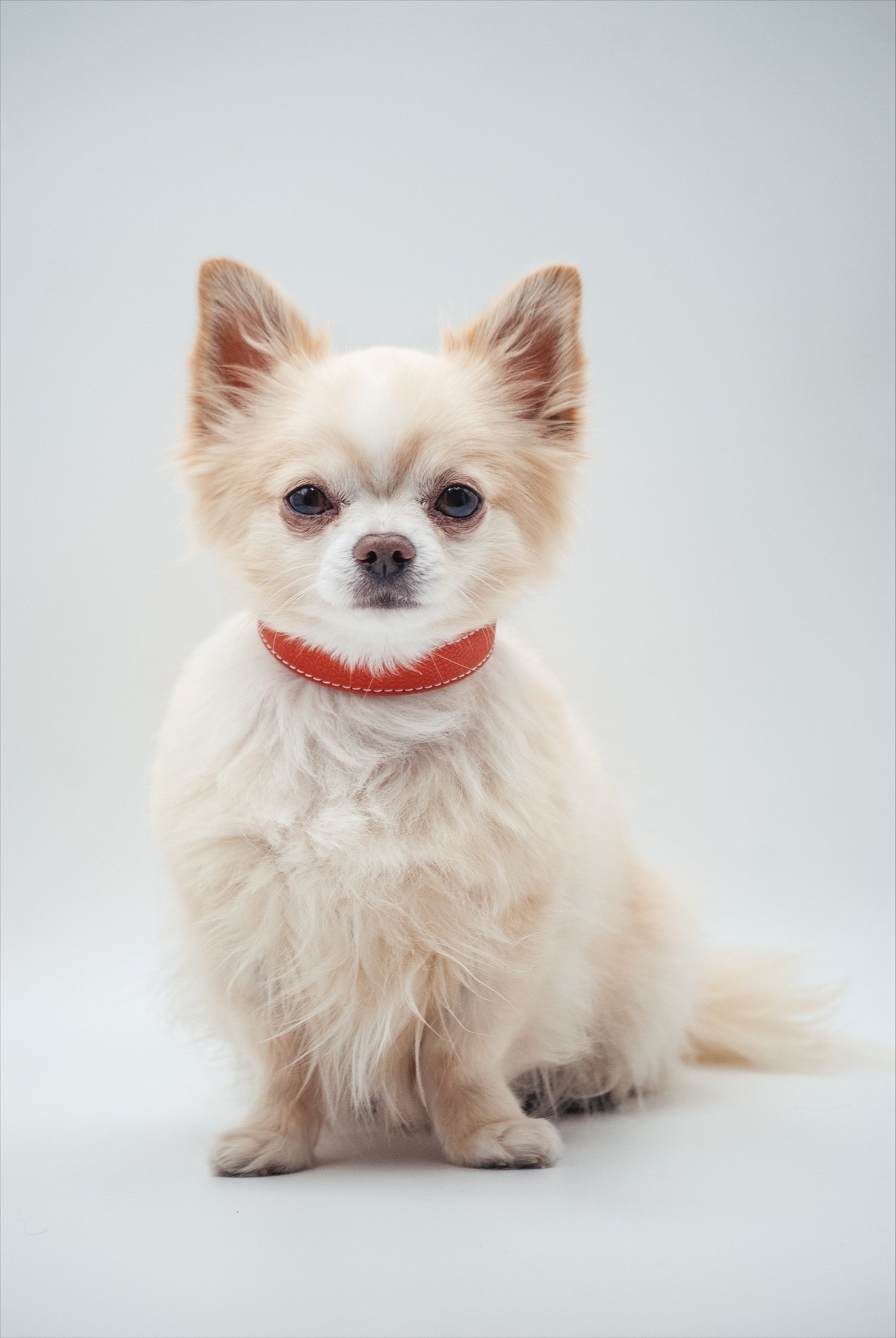 Cognac Hundehalsband Dünn
