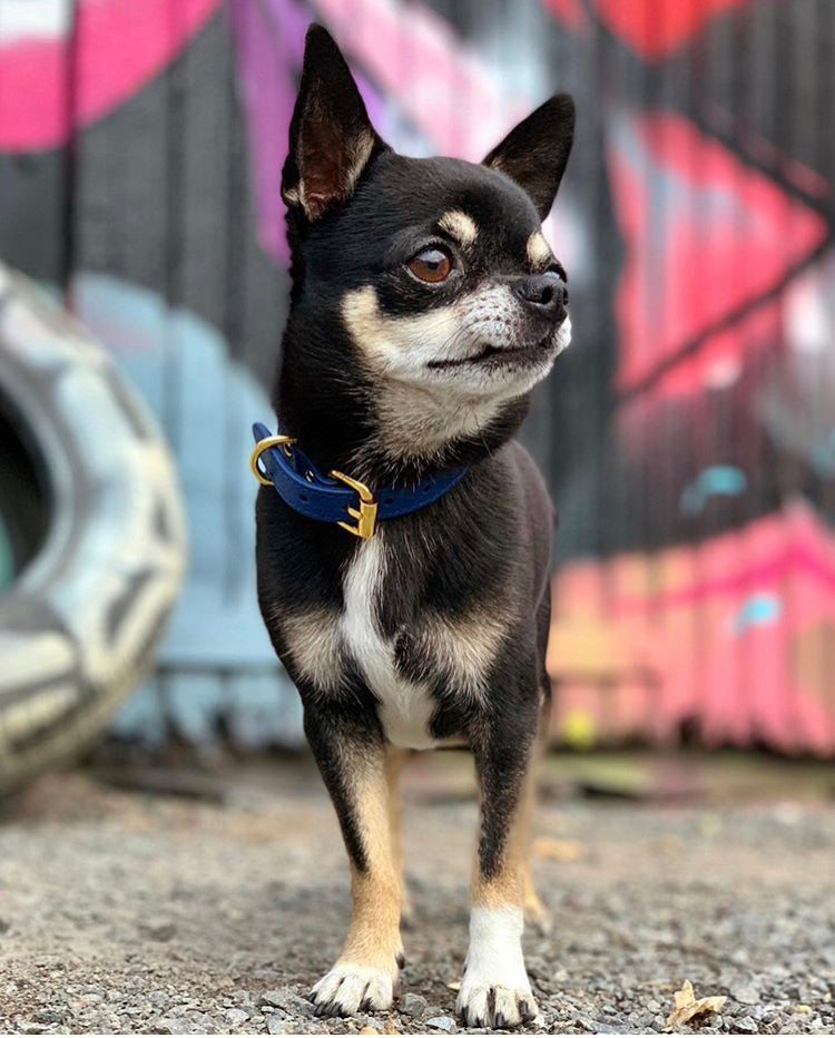 Dunkelblaues Halsband für Hunde Dünn