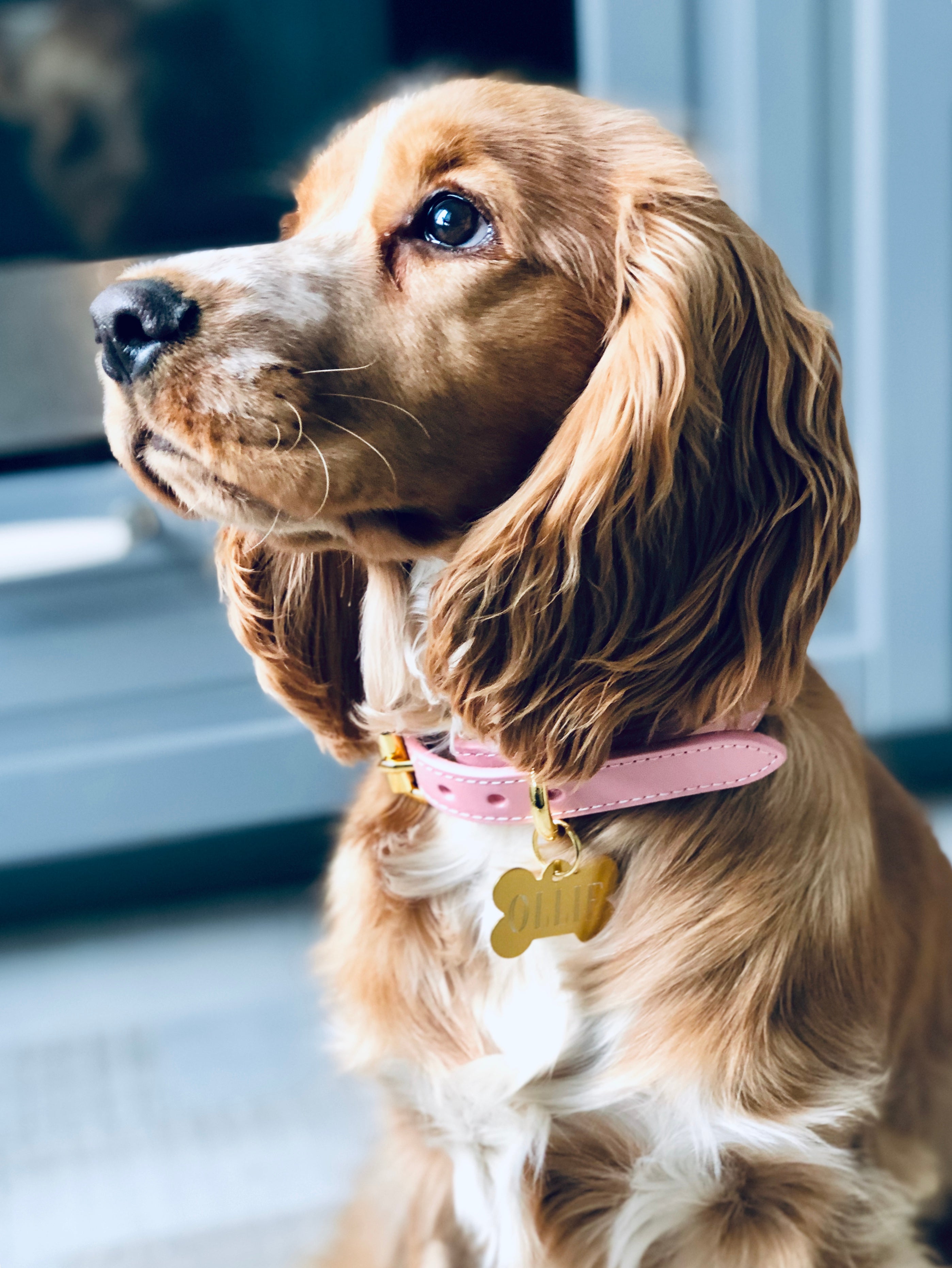 Rosa Hundehalsband Dünn