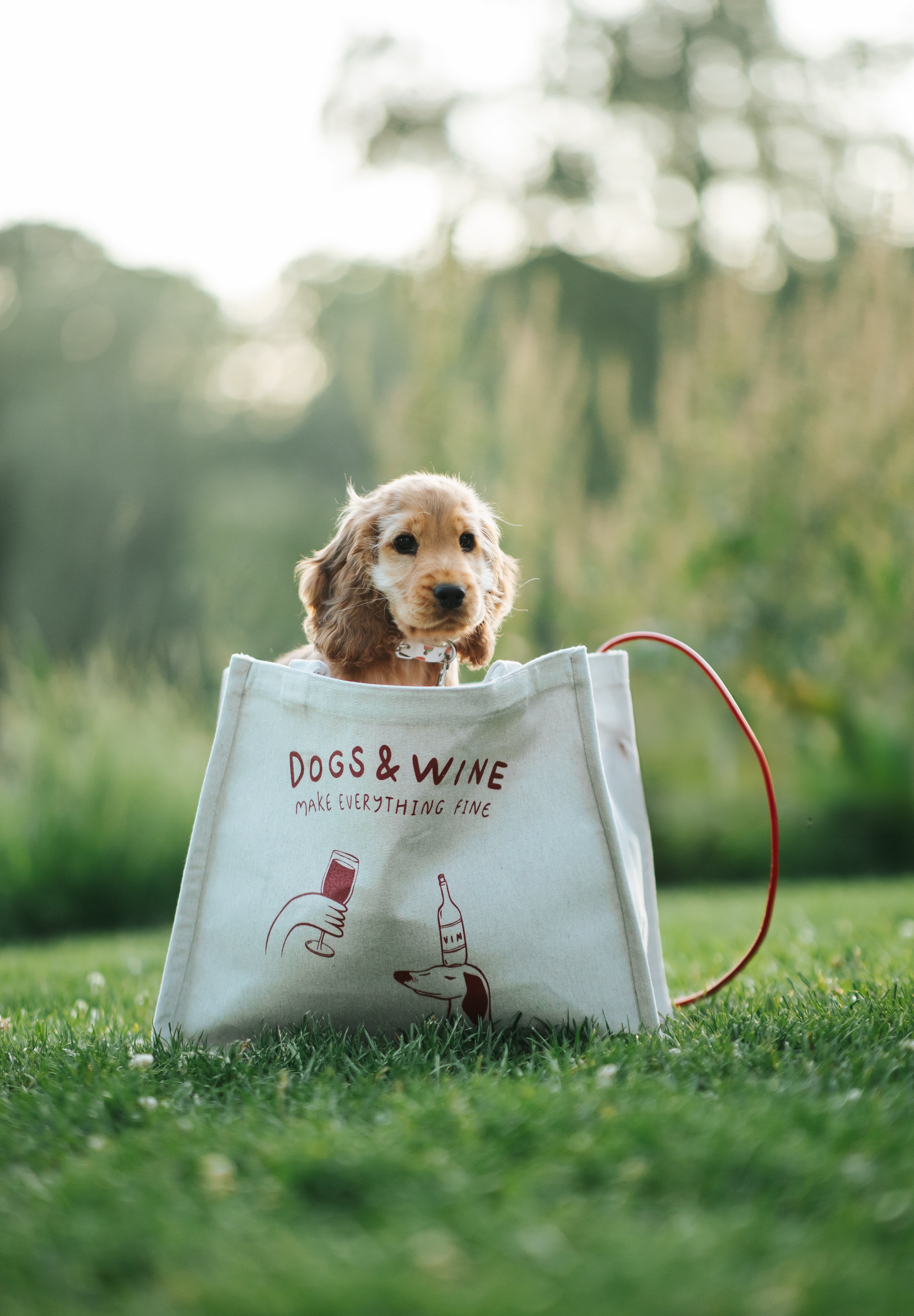 Premium Tote Bag - Dogs & Wine Make Everything Fine
