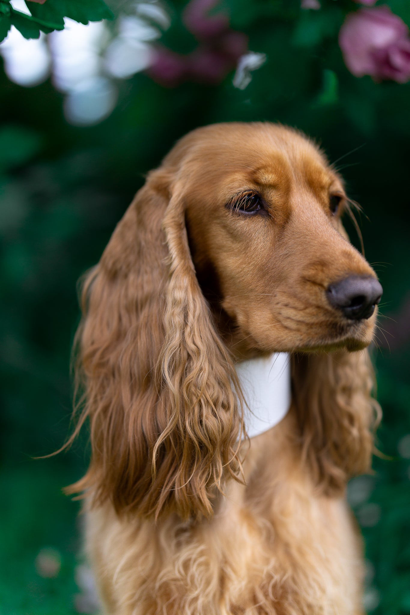 Weißes Hundehalsband Breit