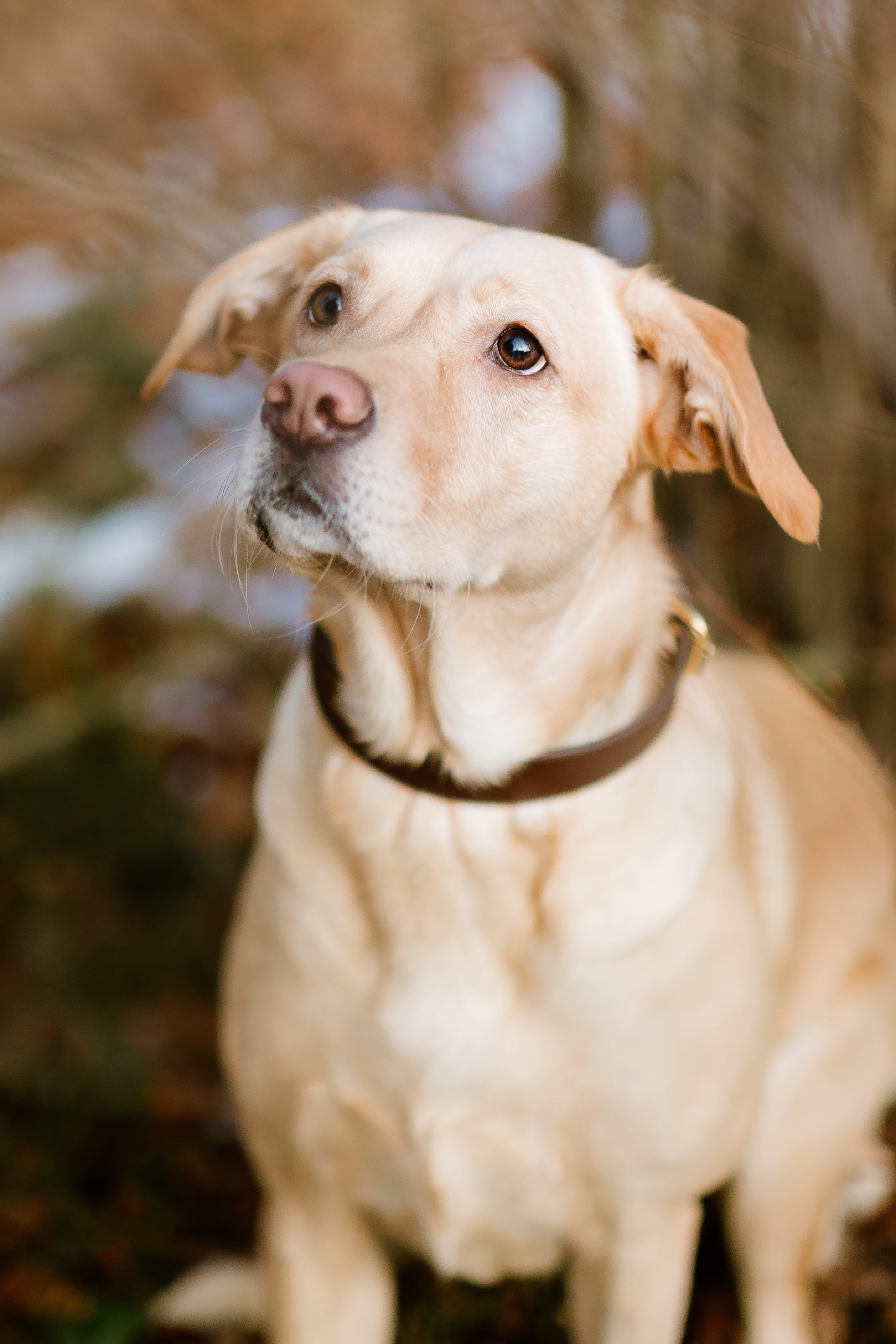 Kaffee Braun Hundehalsband Dünn