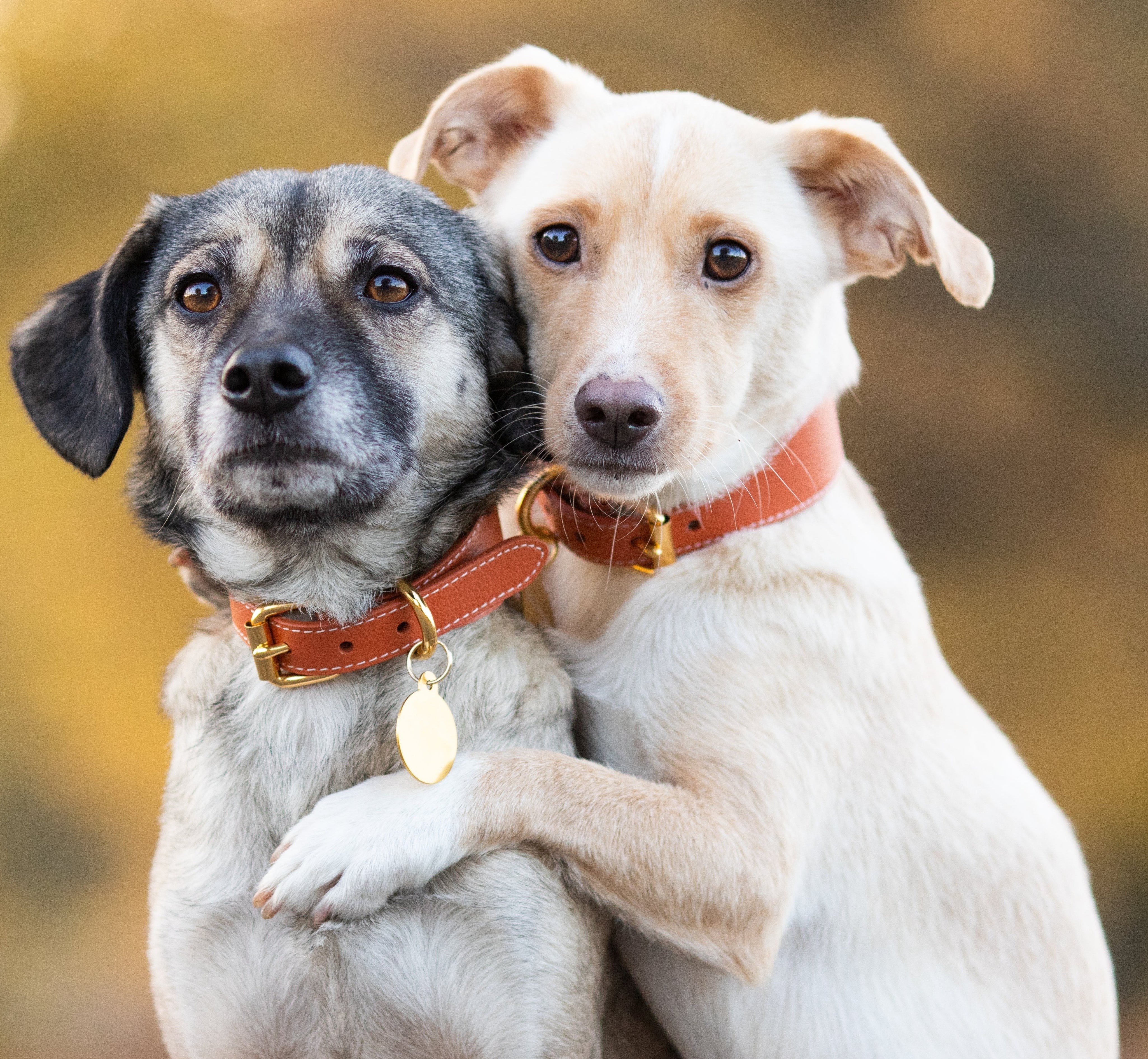 Cognac Hundehalsband Breit