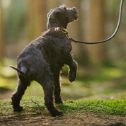 Kuh Hundehalsband dünn