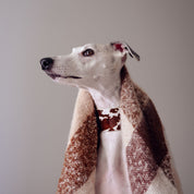 Kuh Hundehalsband Breit