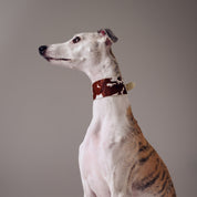 Kuh Hundehalsband Breit