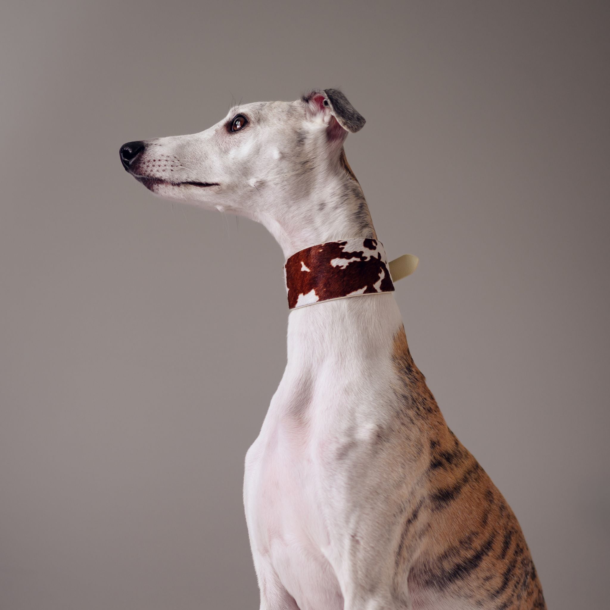 Kuh Hundehalsband Breit