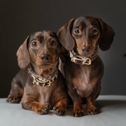 Kuh Hundehalsband dünn