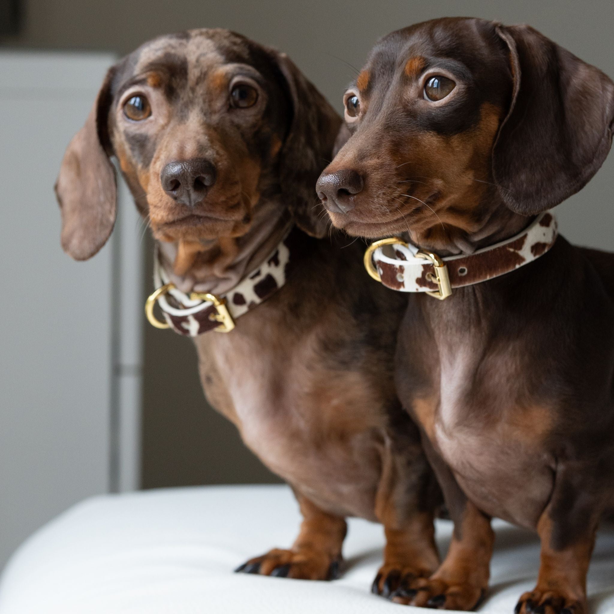 Kuh Hundehalsband dünn