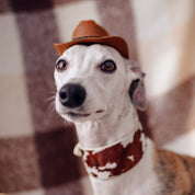 Kuh Hundehalsband Breit