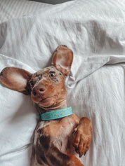 Bananen Hundehalsband Dünn