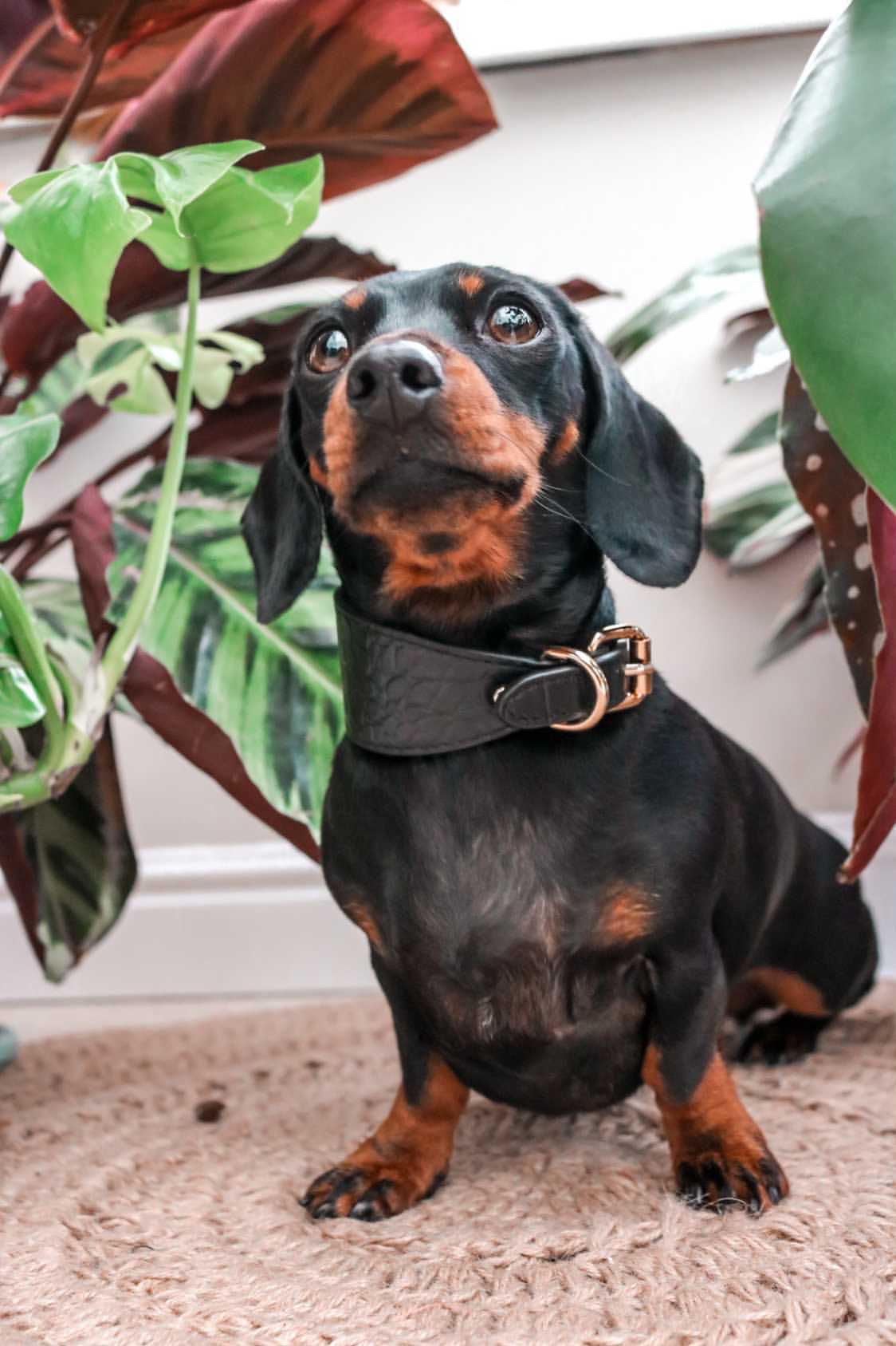 Schwarzes Krokodil-Hundehalsband breit