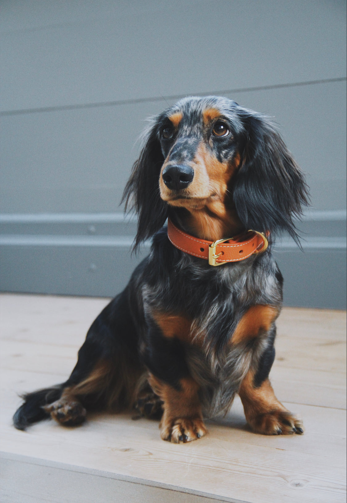 Cognac Hundehalsband Dünn
