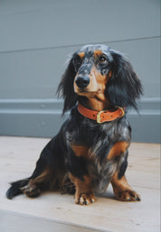 Cognac Hundehalsband Dünn