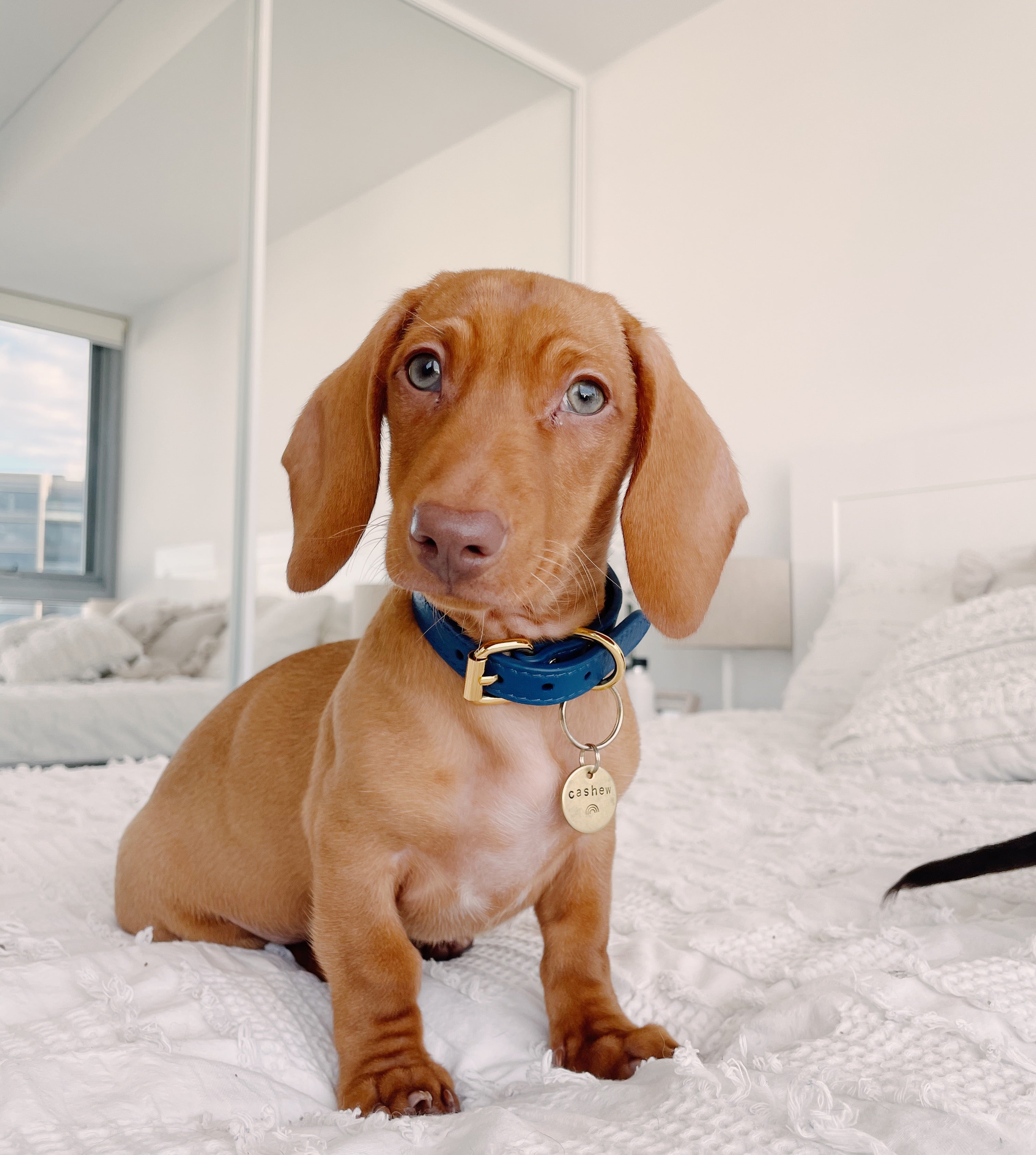 Dunkelblaues Halsband für Hunde Dünn