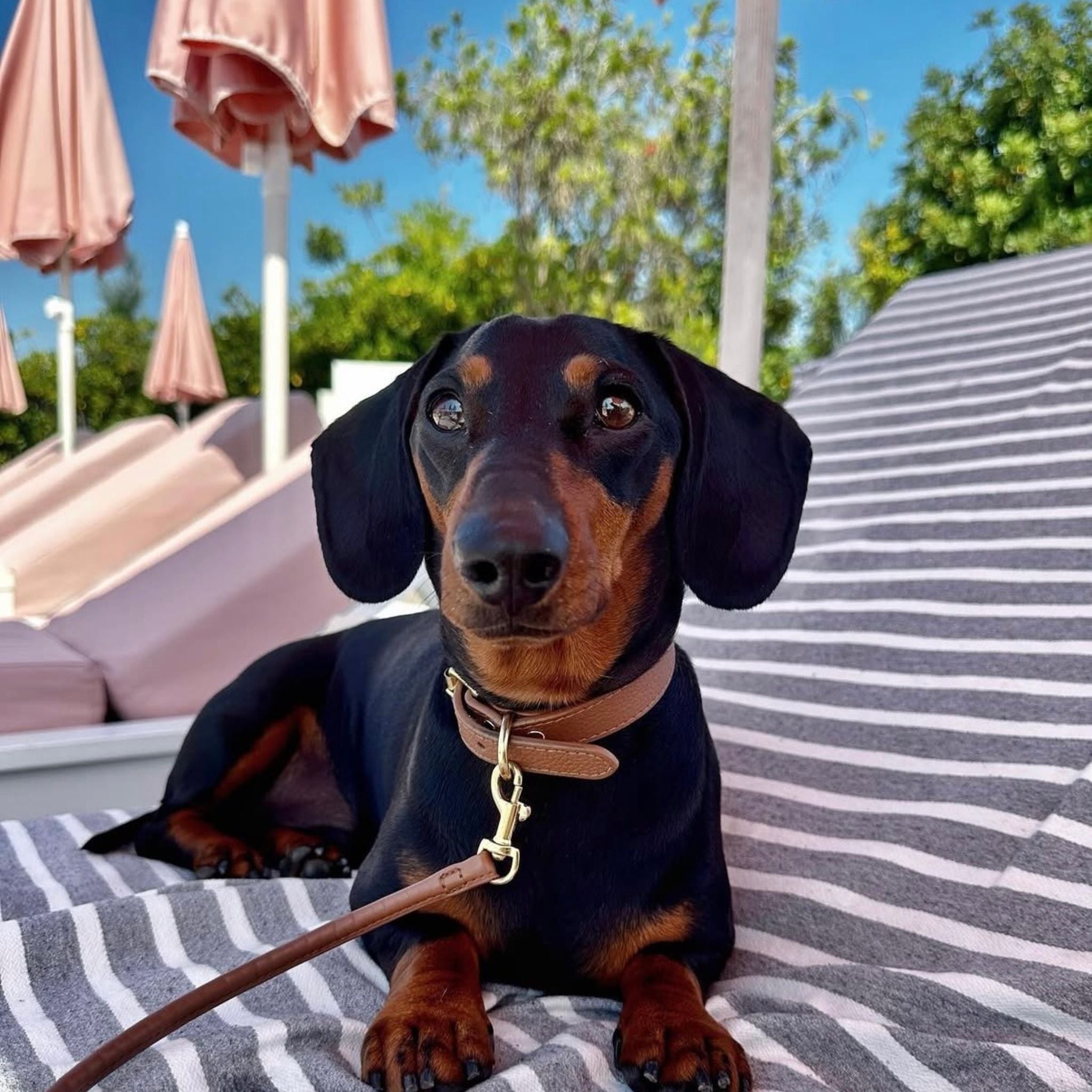 dachshund-mocha-brown-small-thin.jpg