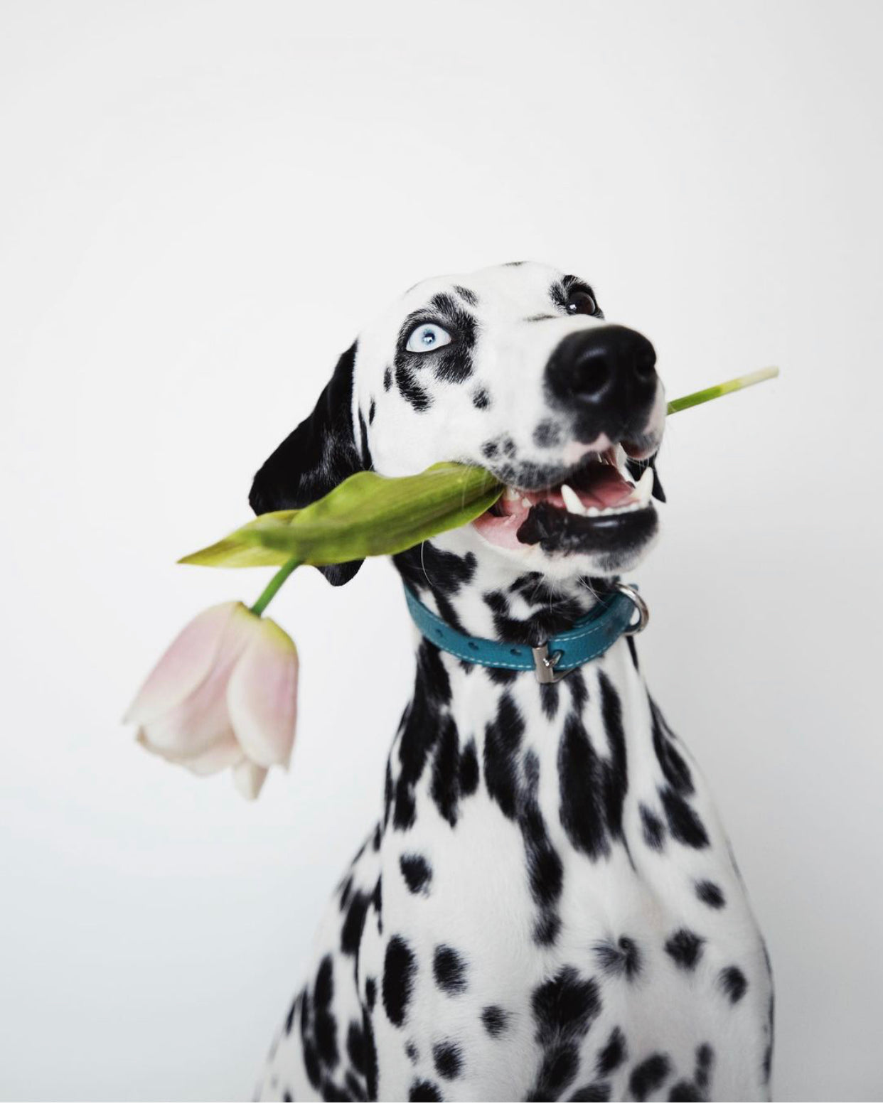 Türkis Hundehalsband Dünn
