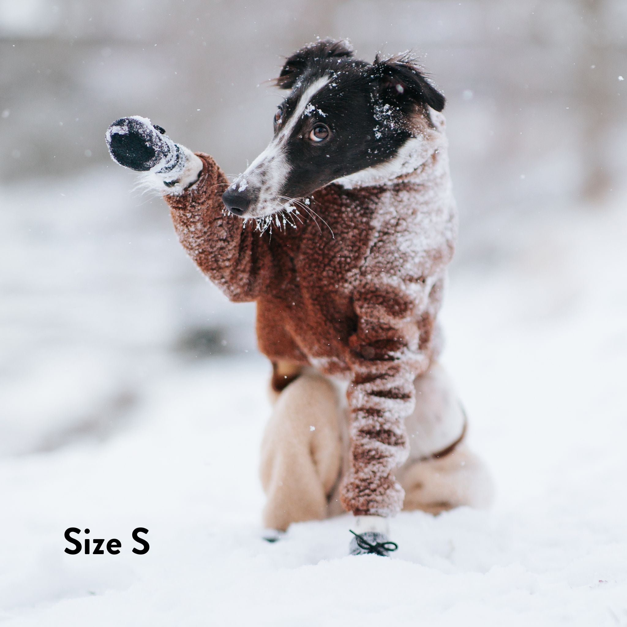 Hundesocken - 4er Pack