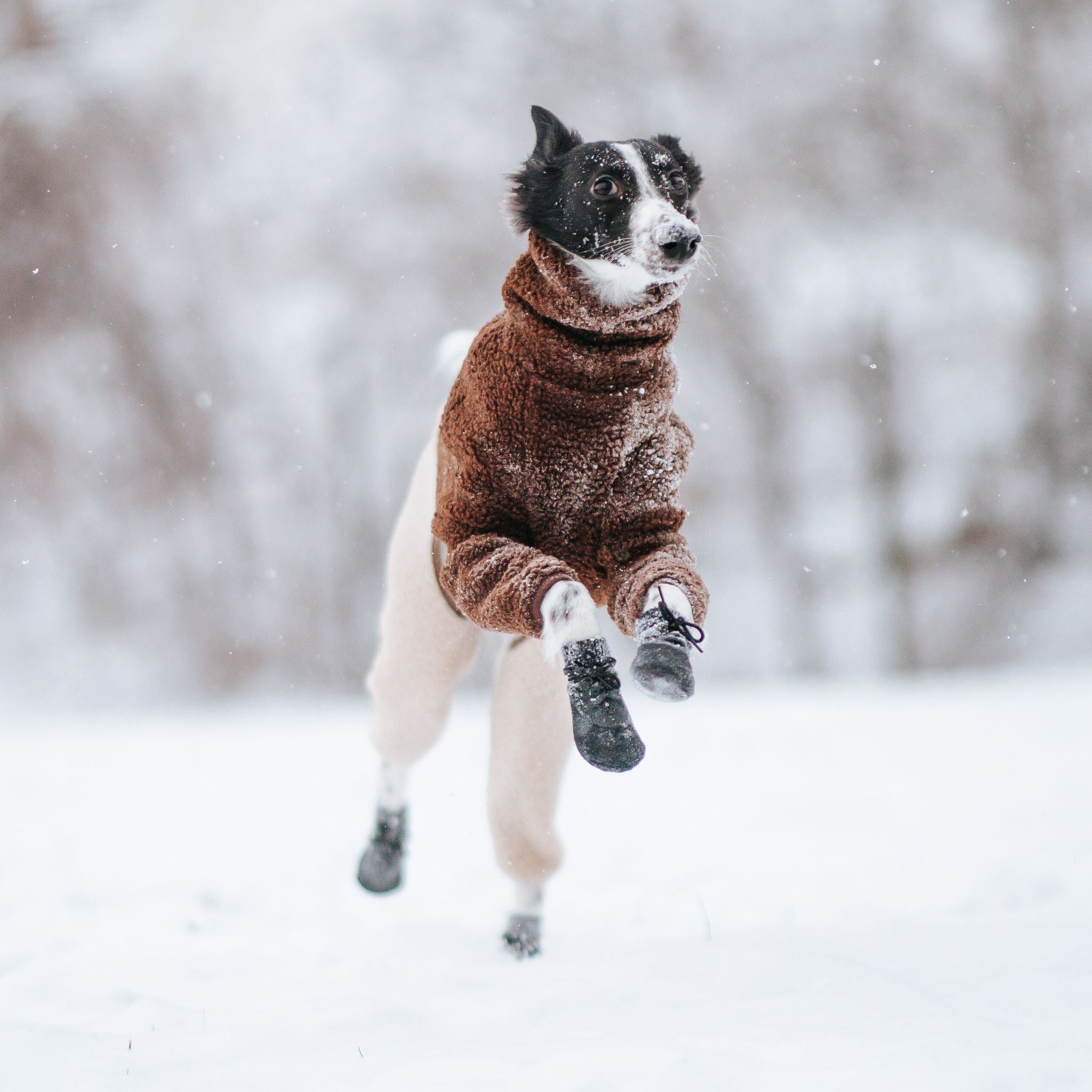 dog-socks-winter-blog-post.jpg