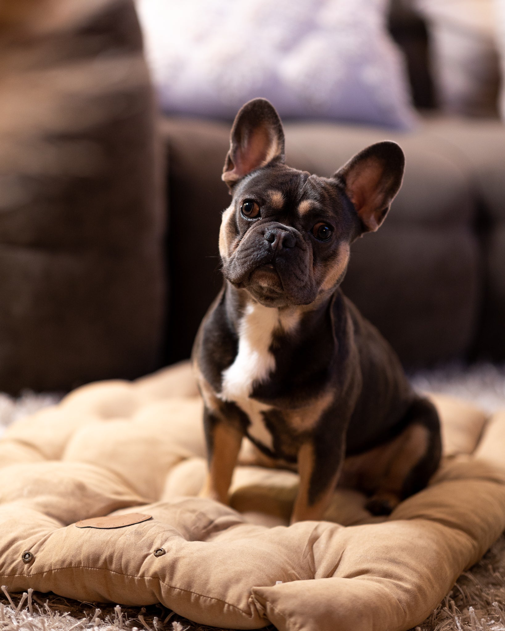 Braunes Hundebett 3in1