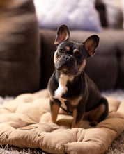 Braunes Hundebett 3in1