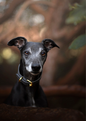 Dunkelgrauer Hundehalsband Breit
