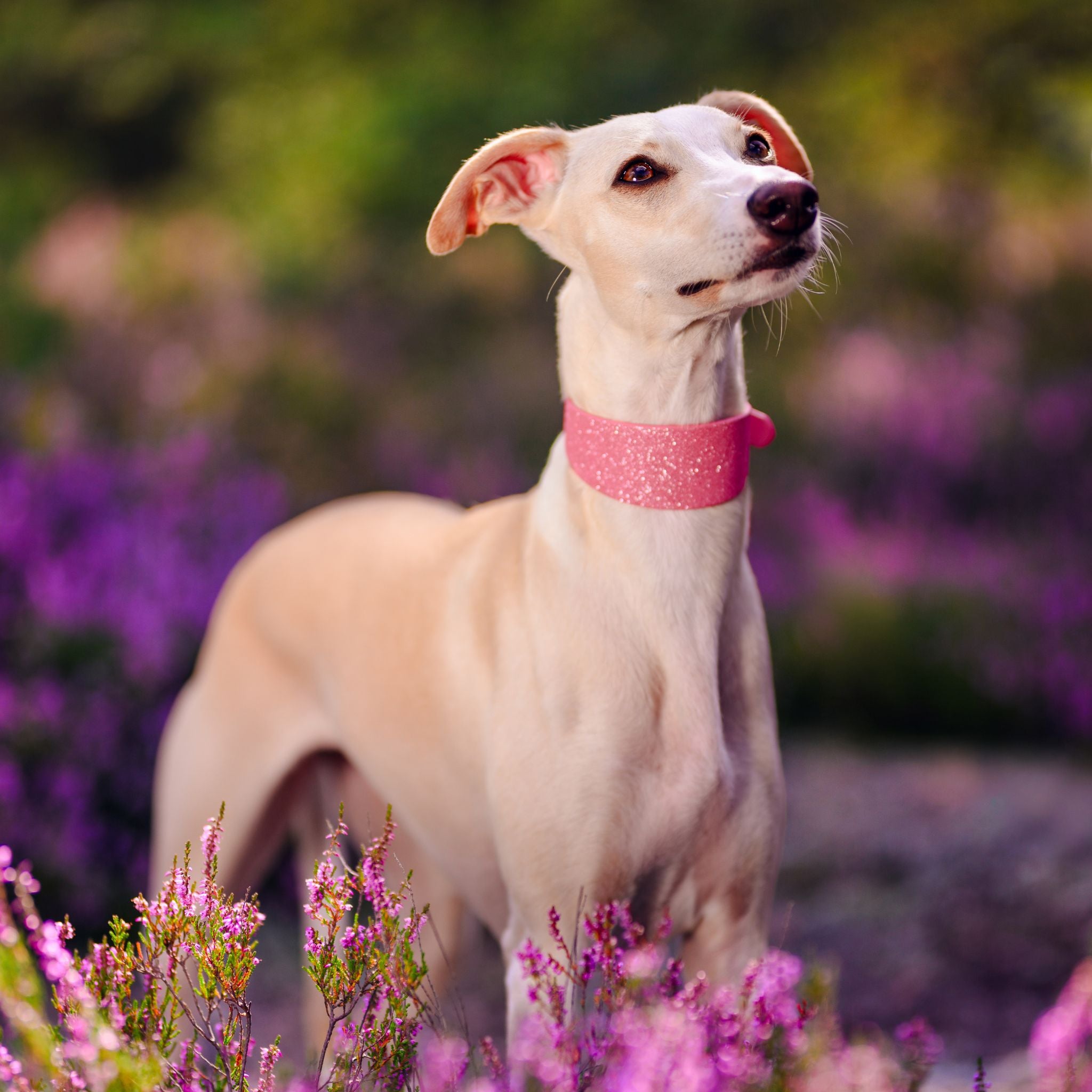 glitter-pink-whippet-autumn.jpg