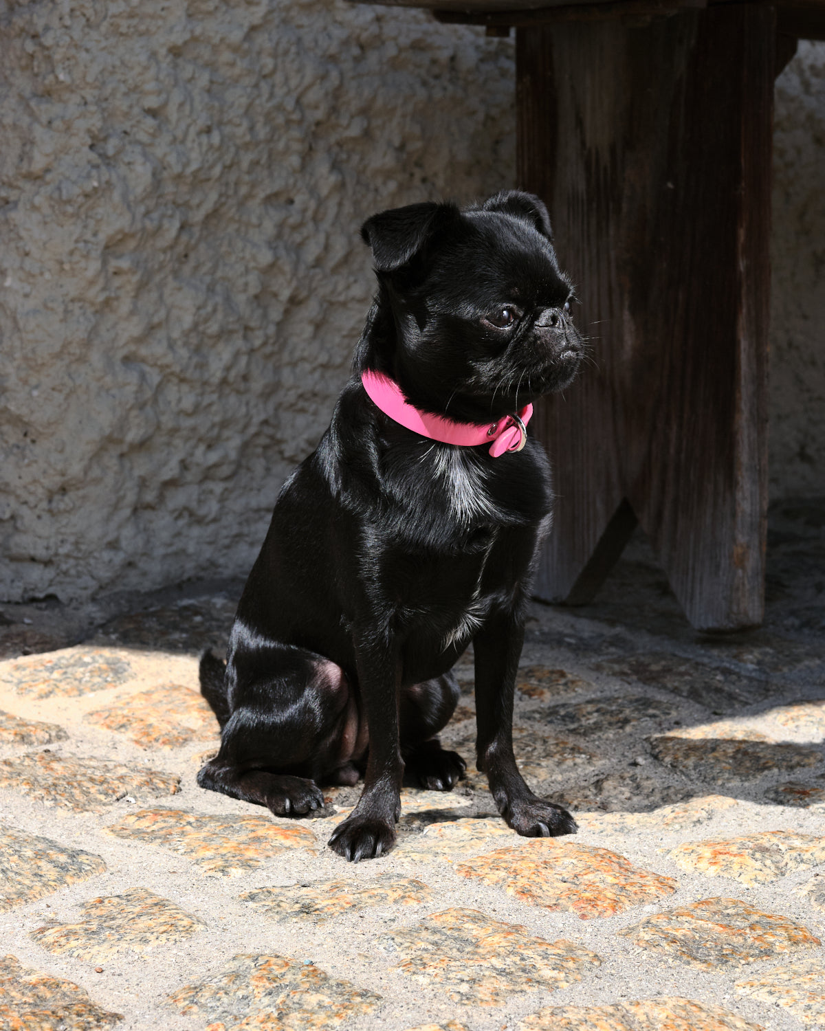 Glossy Pink Hundehalsband Dünn