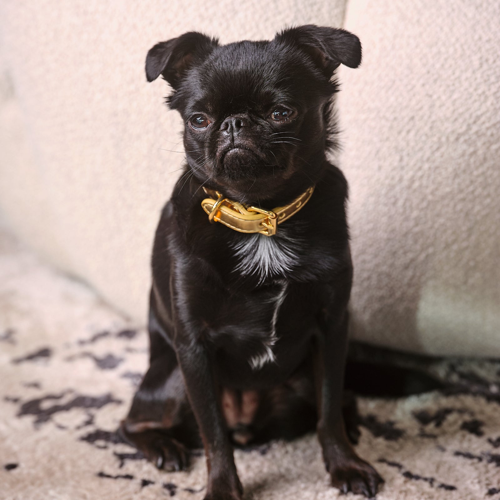gold-metallic-dog-collar-thin-small.jpg