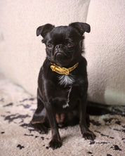 Gold Metallic Hundehalsband Dünn