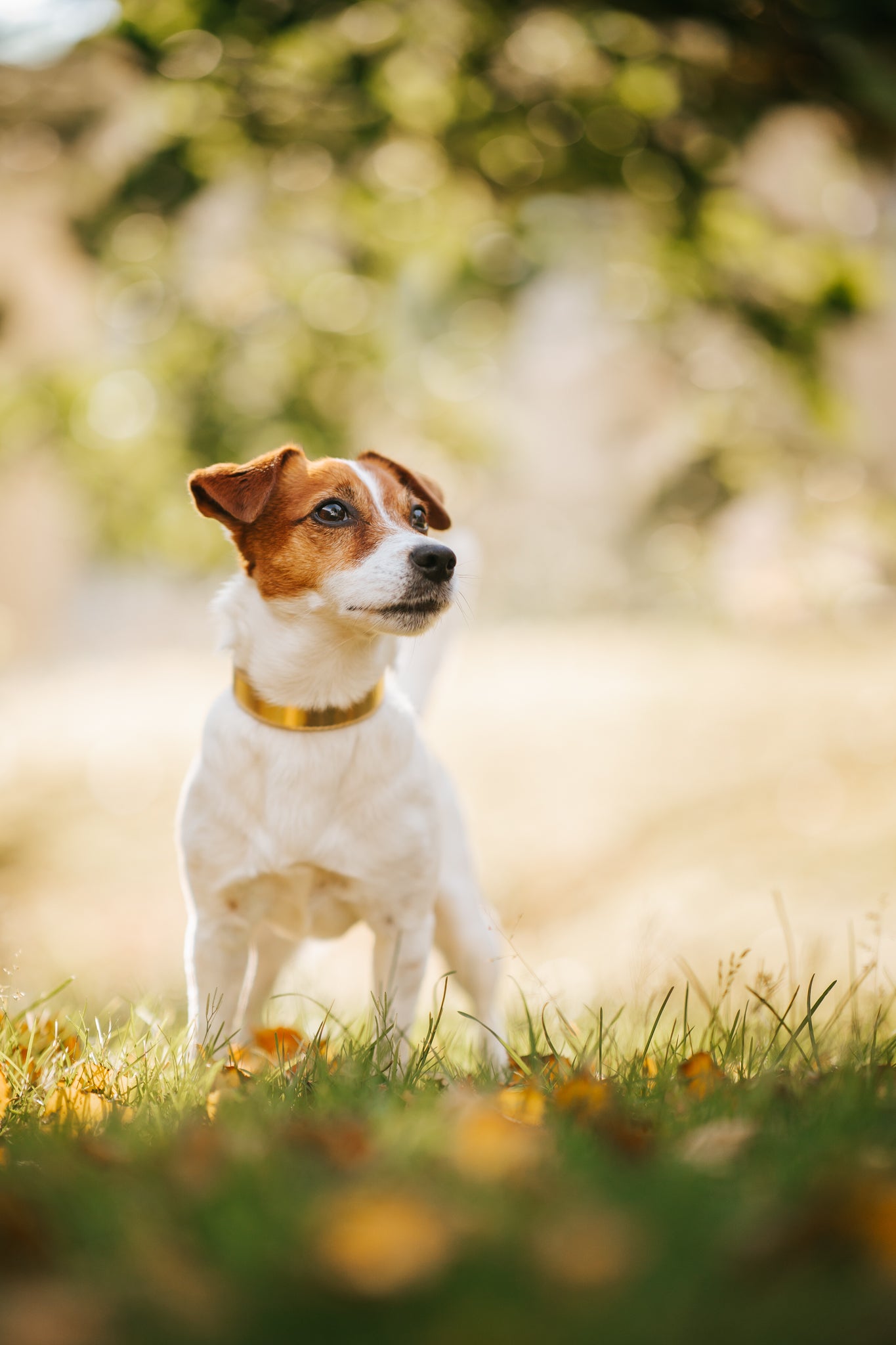 Gold Metallic Hundehalsband Dünn
